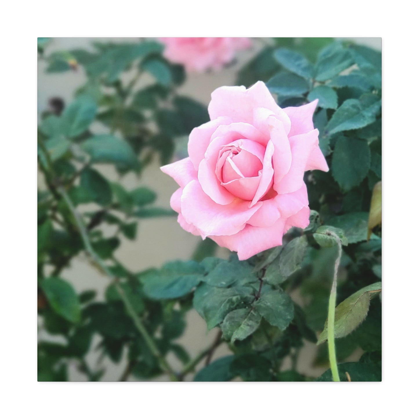 Focus on a Pink Rose | High Bloom Collection | Wall Art Print | Life By Ortavia