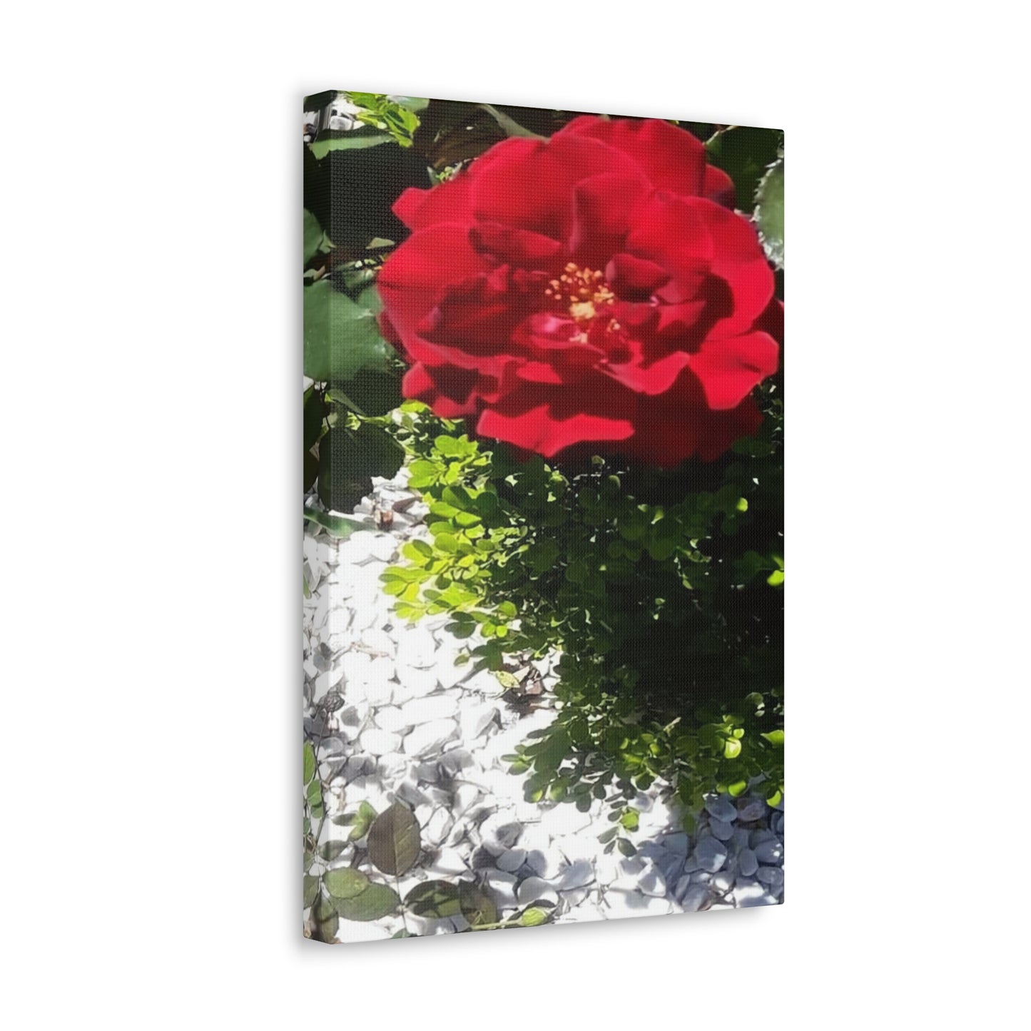 Europeana Red Rose | Wall Art Print | High Bloom Collection | Life By Ortavia