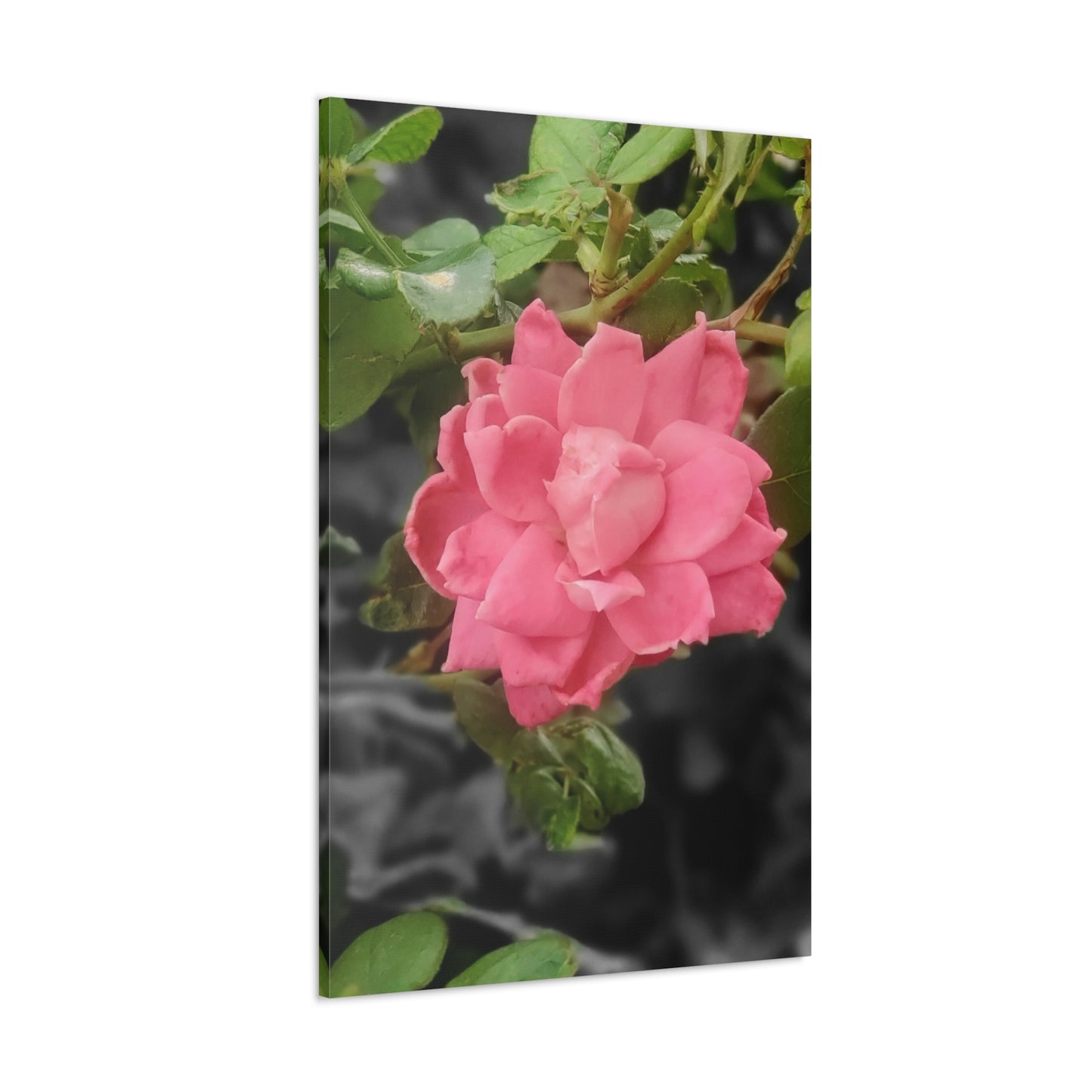 Pink Flower On A Vine | Wall Canvas | Bloom Collection
