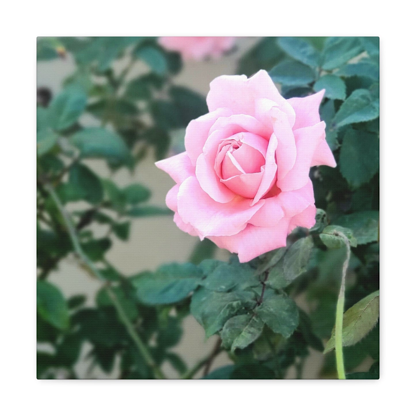 Focus on a Pink Rose | High Bloom Collection | Wall Art Print | Life By Ortavia
