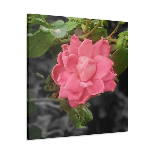 Pink Flower On A Vine | Wall Canvas | Bloom Collection