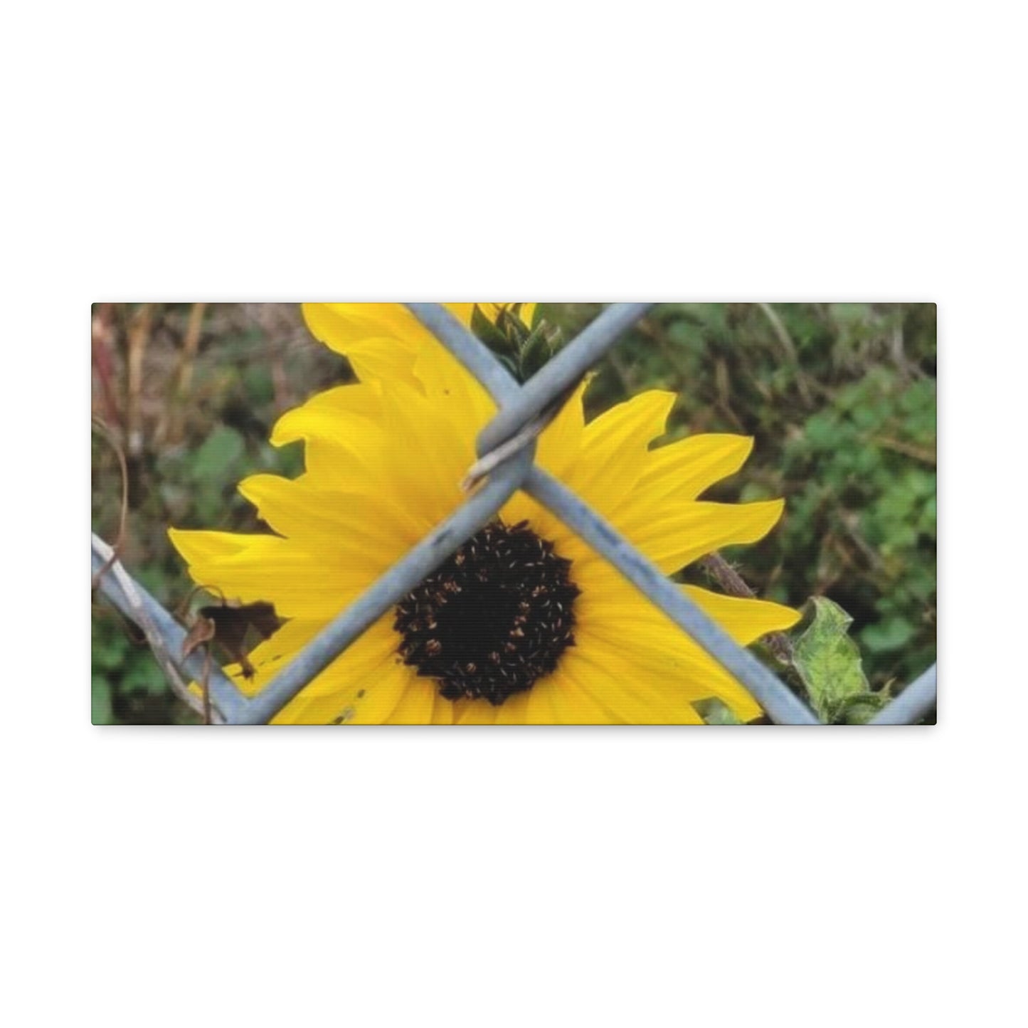 Sunflower Behind A Fence Canvas Gallery Wraps