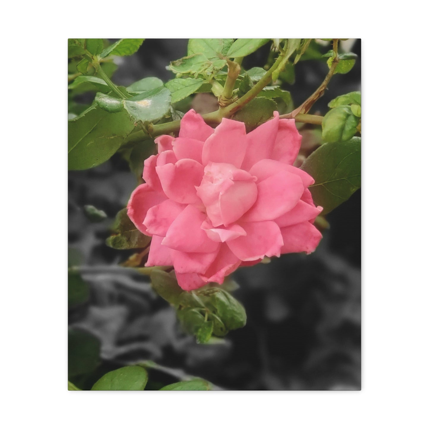 Pink Flower On A Vine | Wall Canvas | Bloom Collection