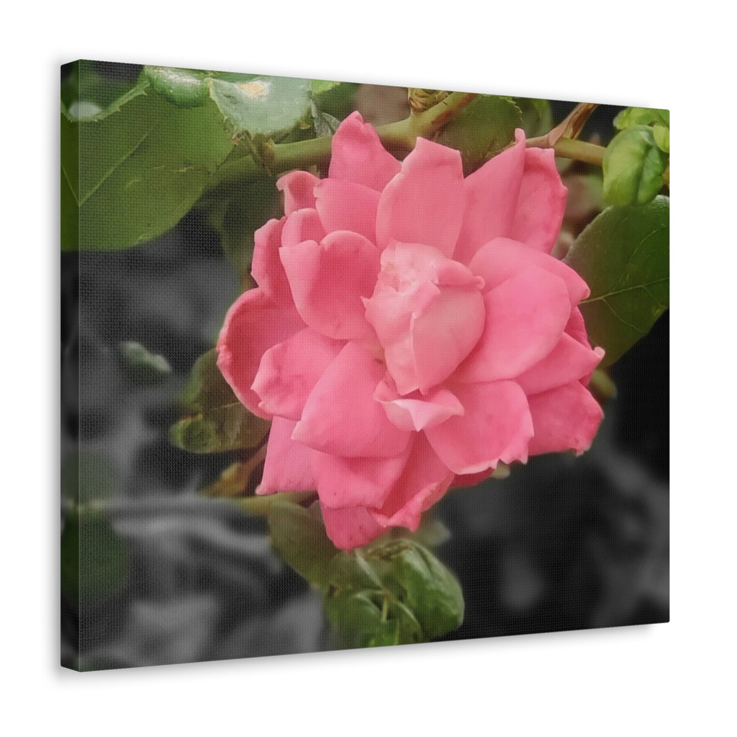 Pink Flower On A Vine | Wall Canvas | Bloom Collection