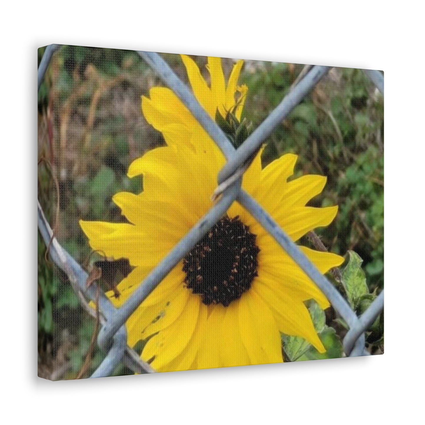 Sunflower Behind A Fence Canvas Gallery Wraps