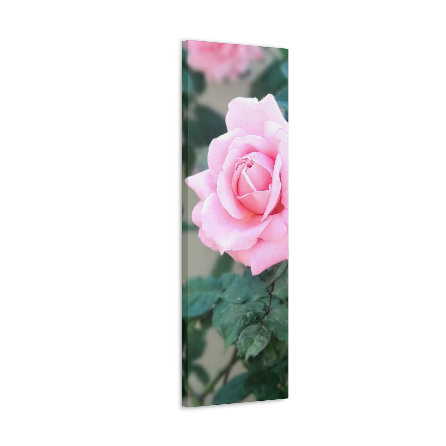 Focus on a Pink Rose | High Bloom Collection | Wall Art Print | Life By Ortavia