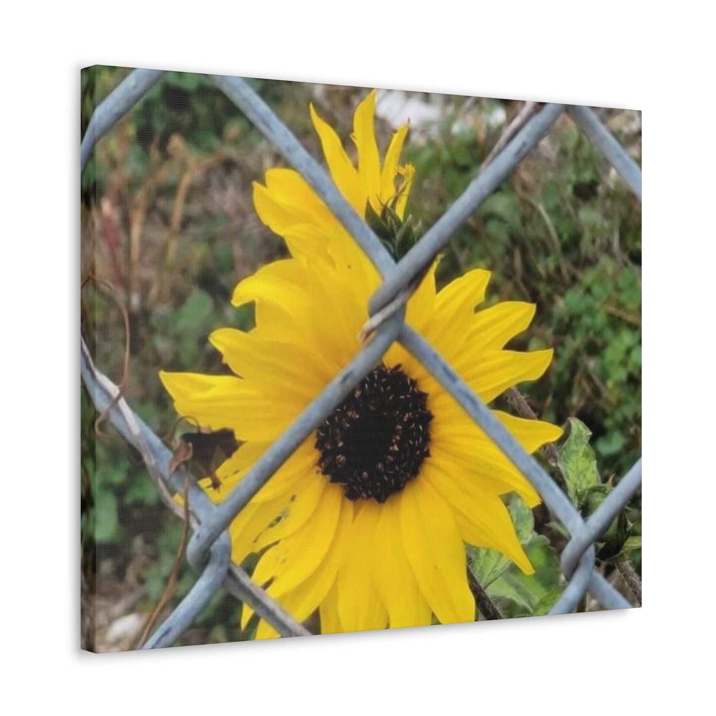 Sunflower Behind A Fence Canvas Gallery Wraps