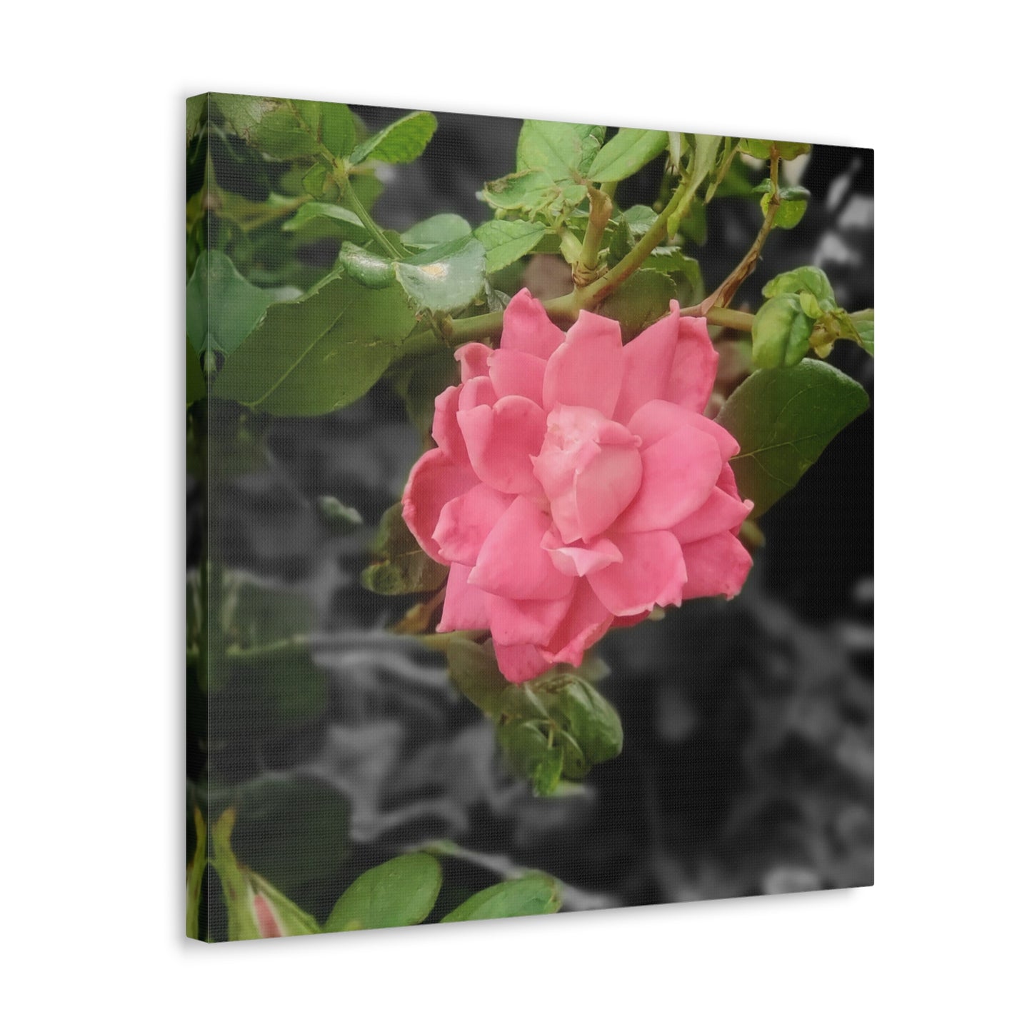 Pink Flower On A Vine | Wall Canvas | Bloom Collection