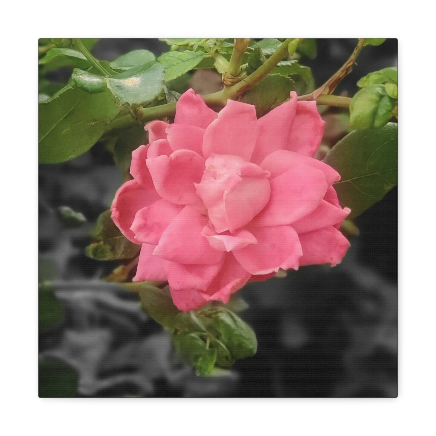 Pink Flower On A Vine | Wall Canvas | Bloom Collection