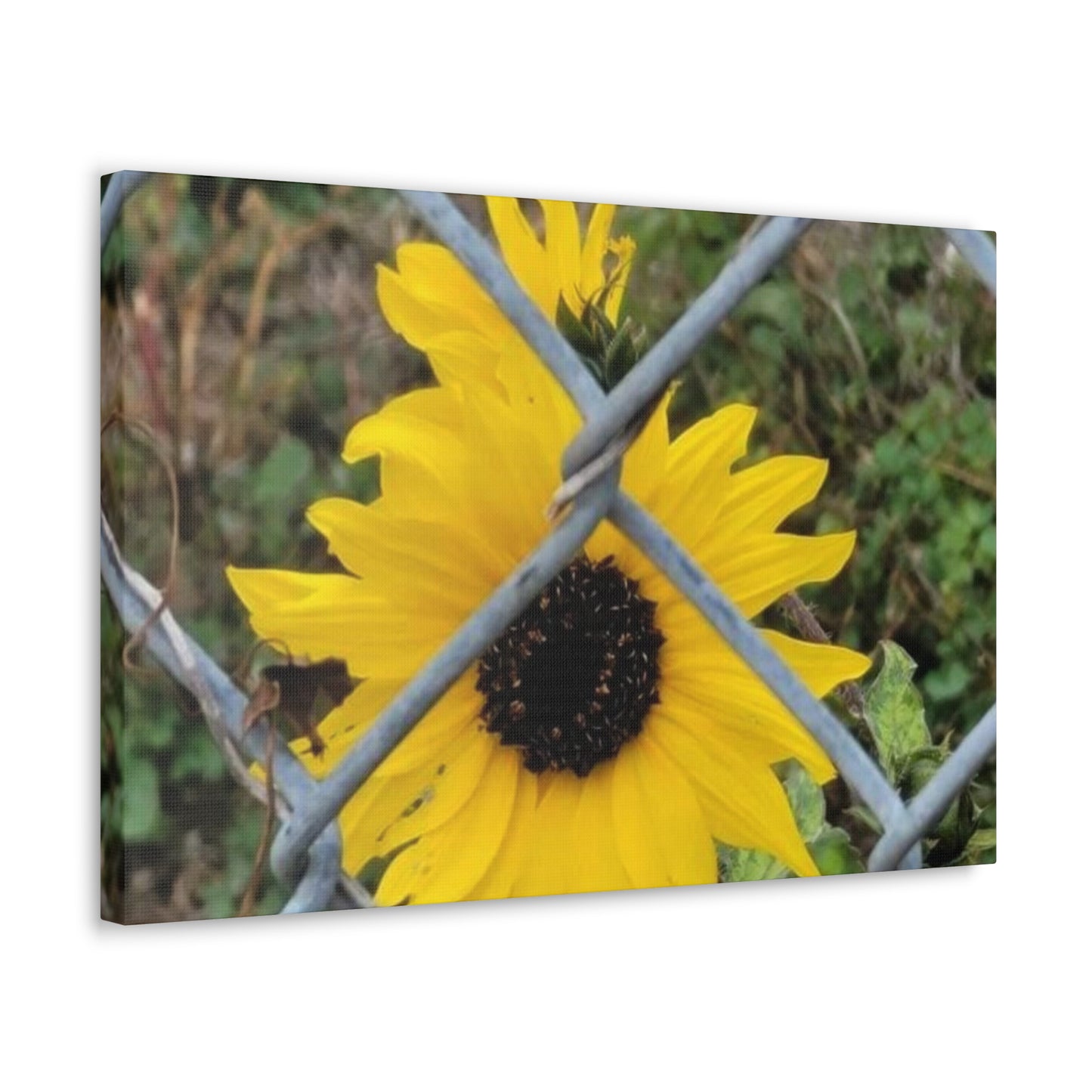 Sunflower Behind A Fence Canvas Gallery Wraps