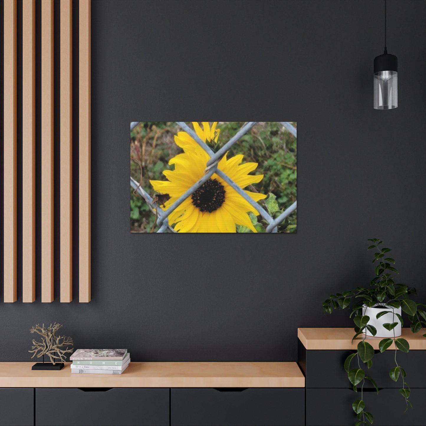 Sunflower Behind A Fence Canvas Gallery Wraps