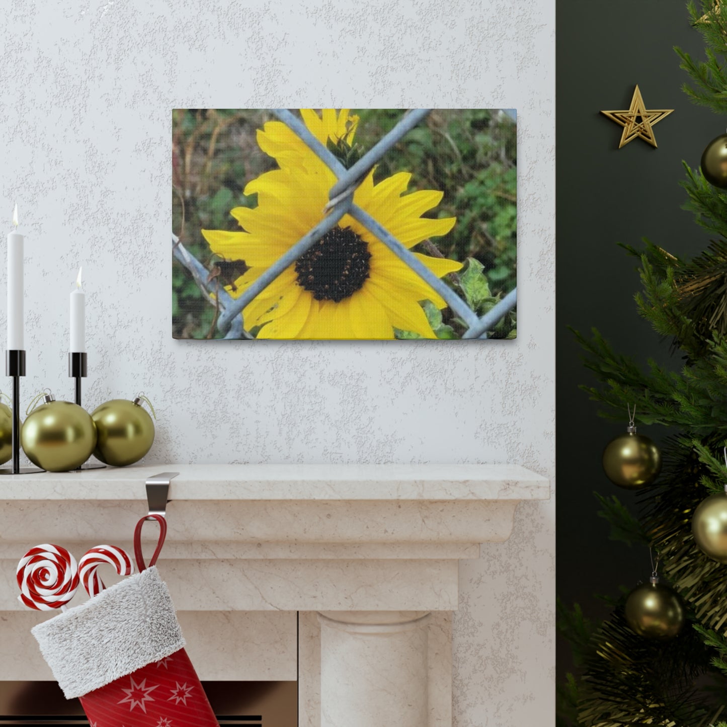 Sunflower Behind A Fence Canvas Gallery Wraps