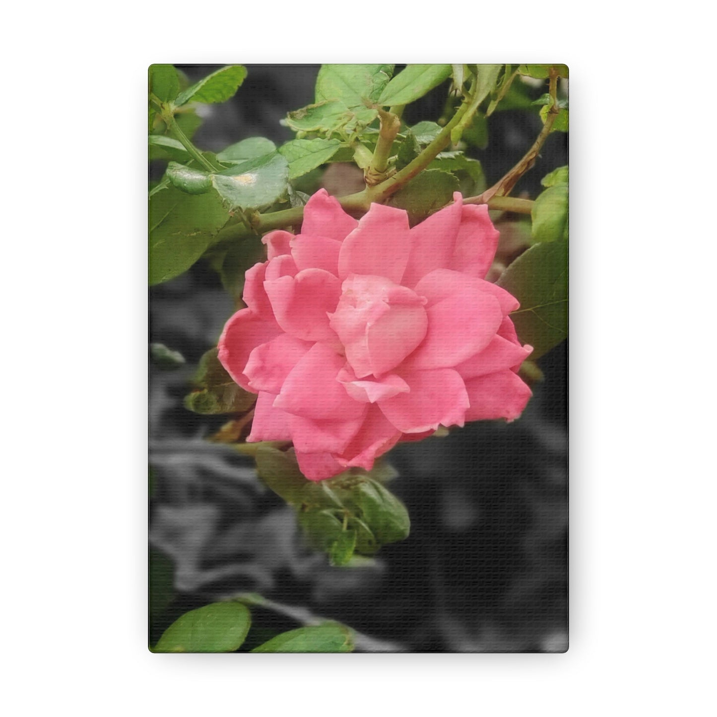 Pink Flower On A Vine | Wall Canvas | Bloom Collection