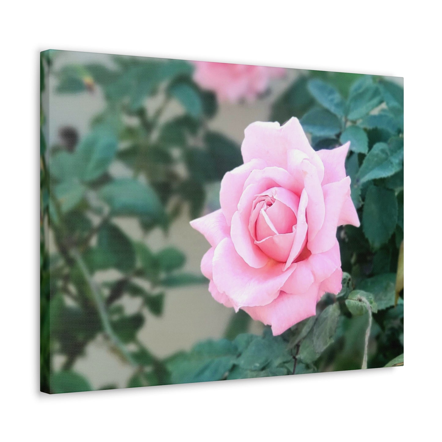 Focus on a Pink Rose | High Bloom Collection | Wall Art Print | Life By Ortavia
