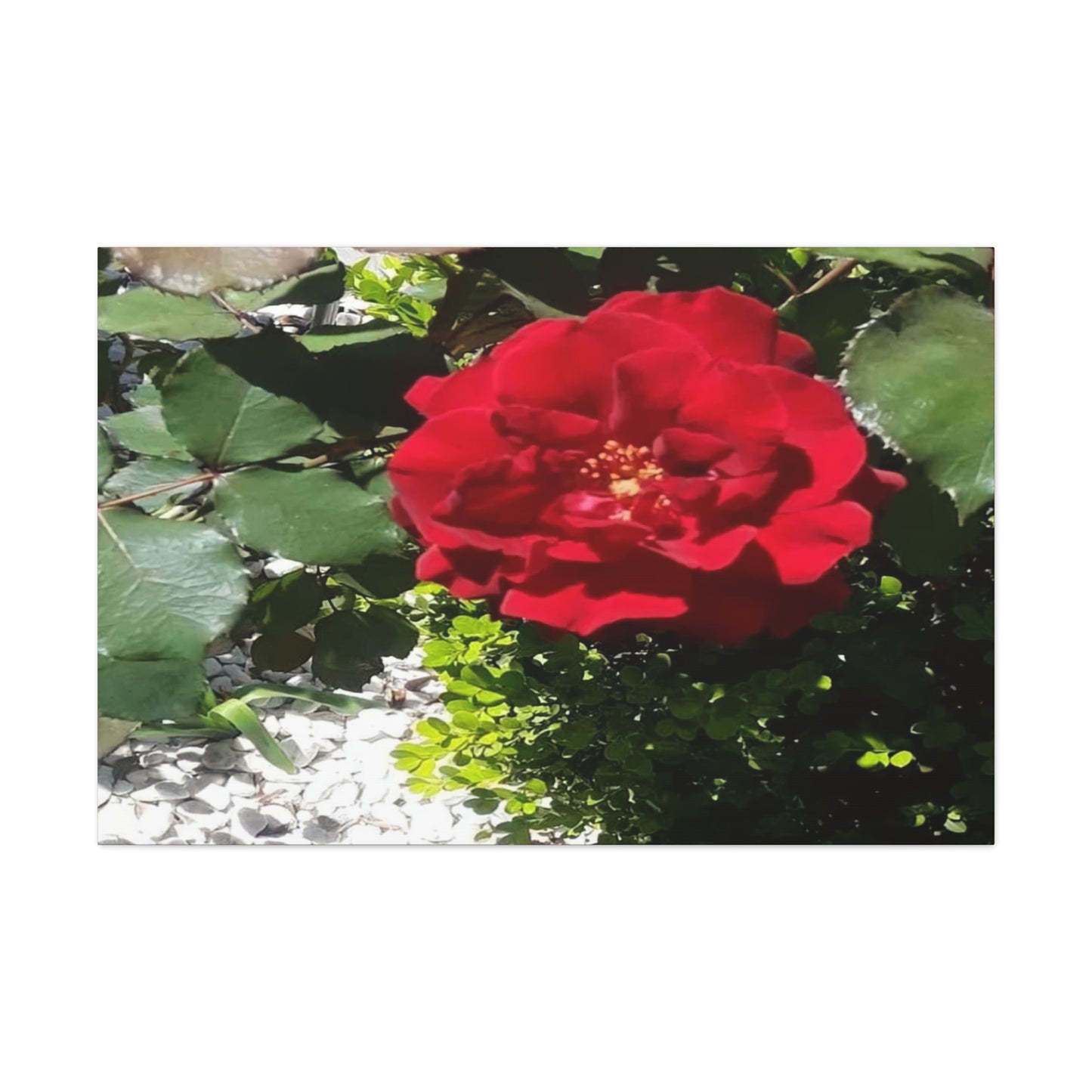 Europeana Red Rose | Wall Art Print | High Bloom Collection | Life By Ortavia