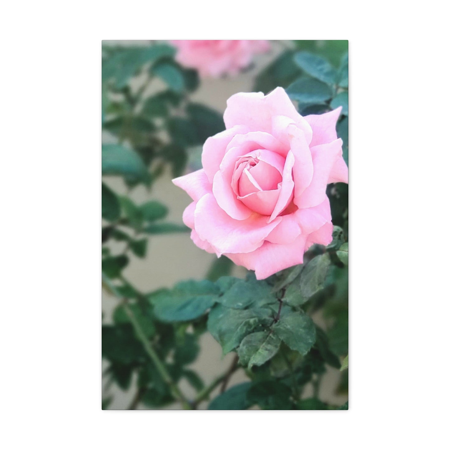Focus on a Pink Rose | High Bloom Collection | Wall Art Print | Life By Ortavia