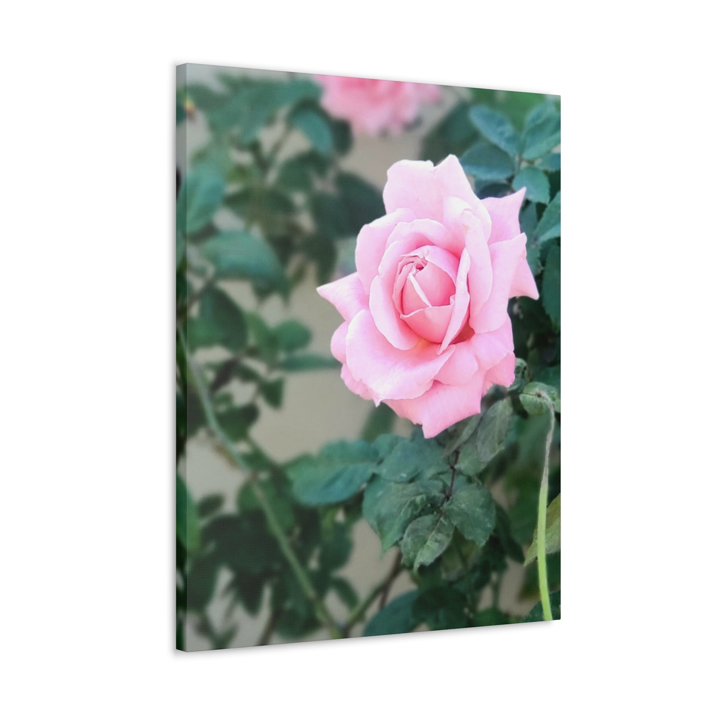 Focus on a Pink Rose | High Bloom Collection | Wall Art Print | Life By Ortavia