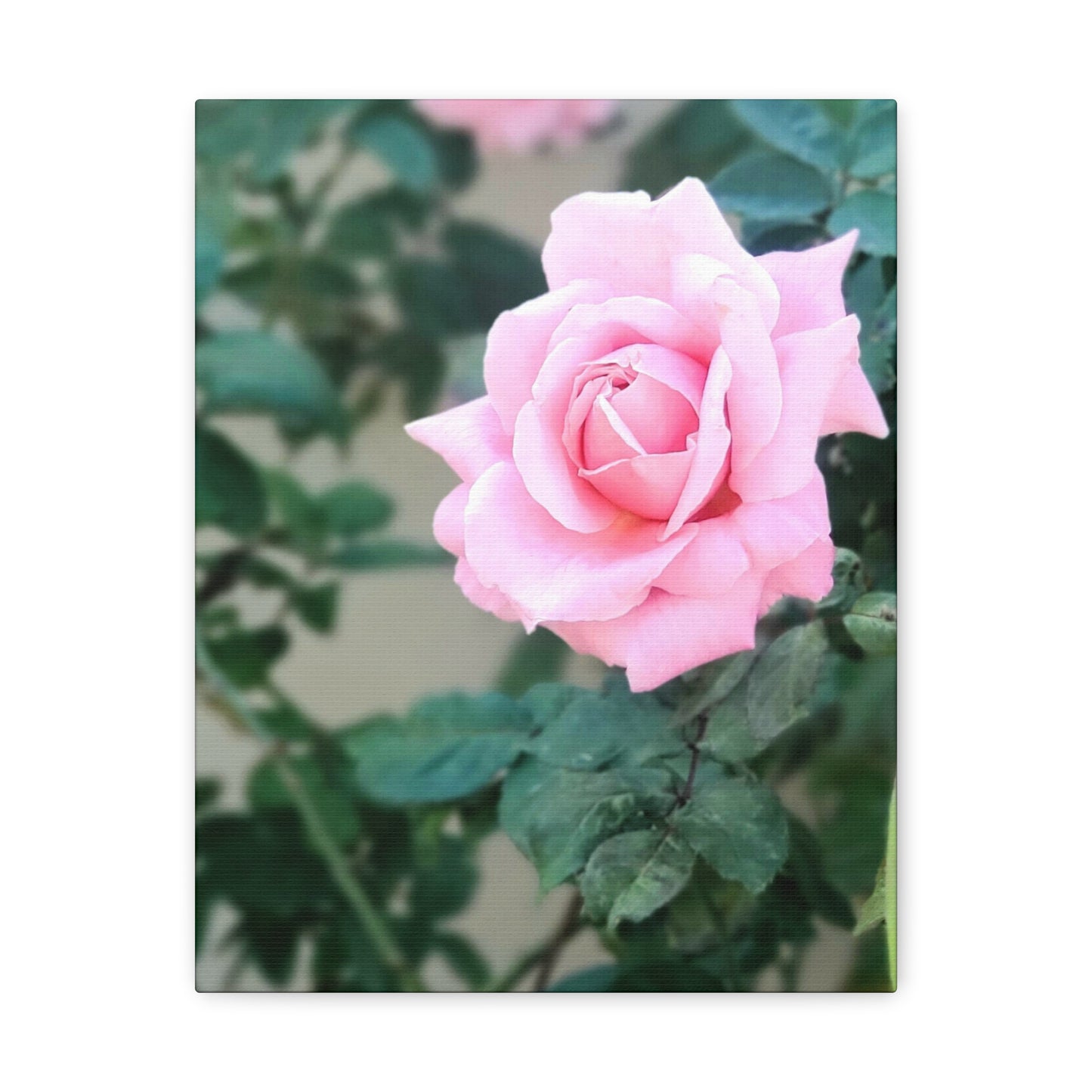 Focus on a Pink Rose | High Bloom Collection | Wall Art Print | Life By Ortavia