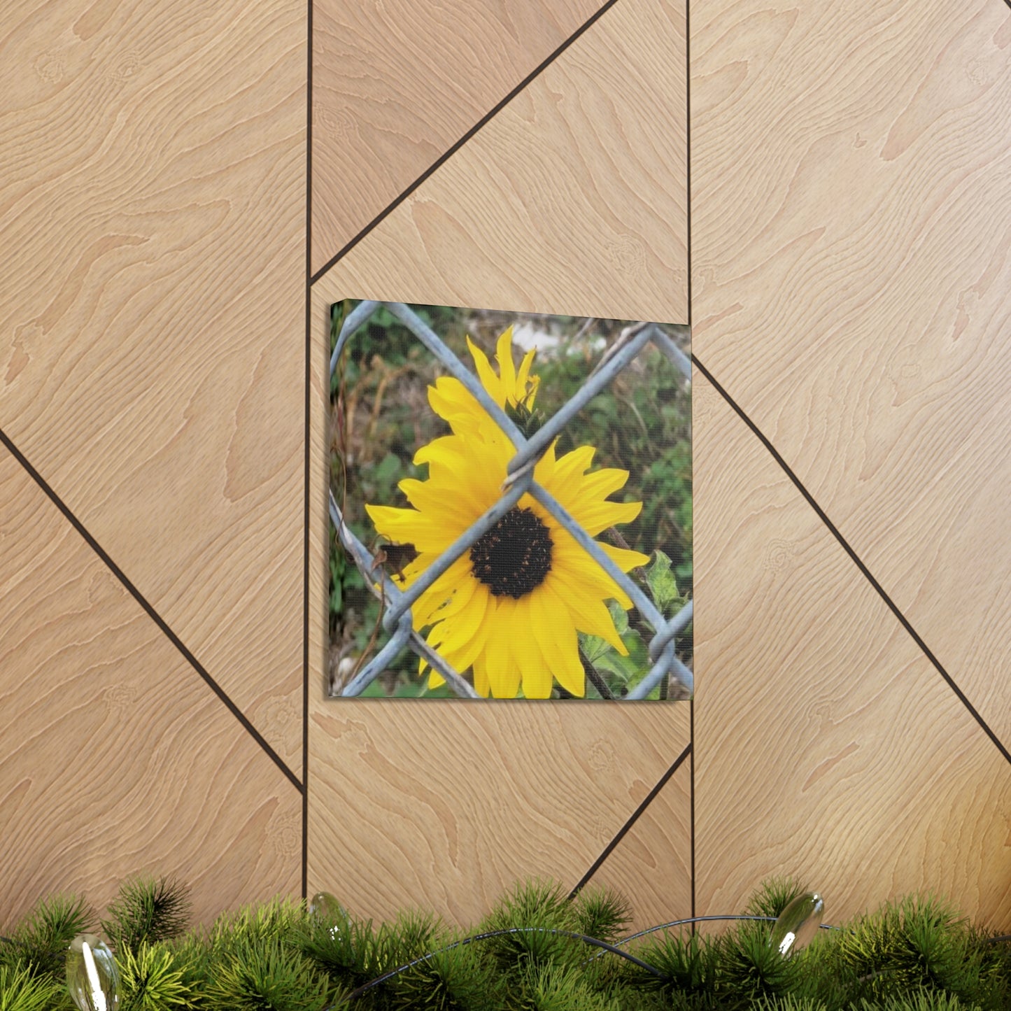 Sunflower Behind A Fence Canvas Gallery Wraps