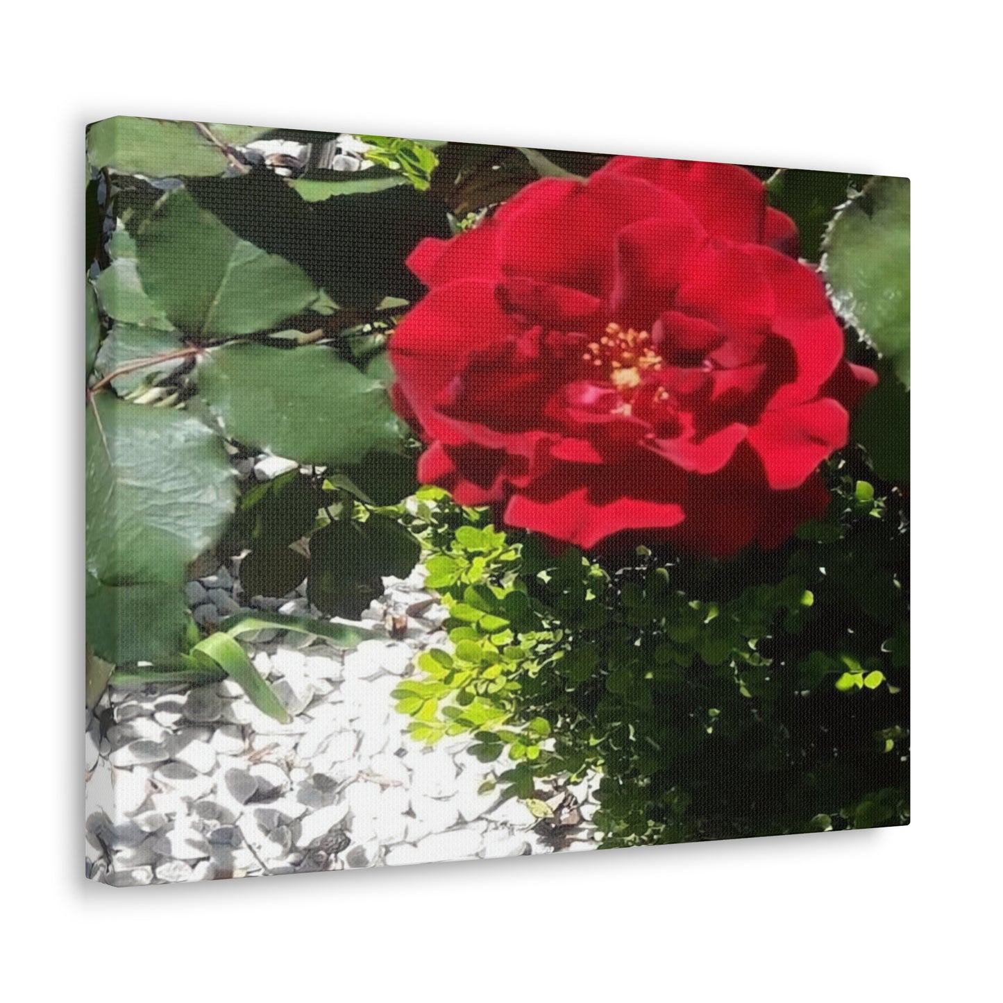 Europeana Red Rose | Wall Art Print | High Bloom Collection | Life By Ortavia