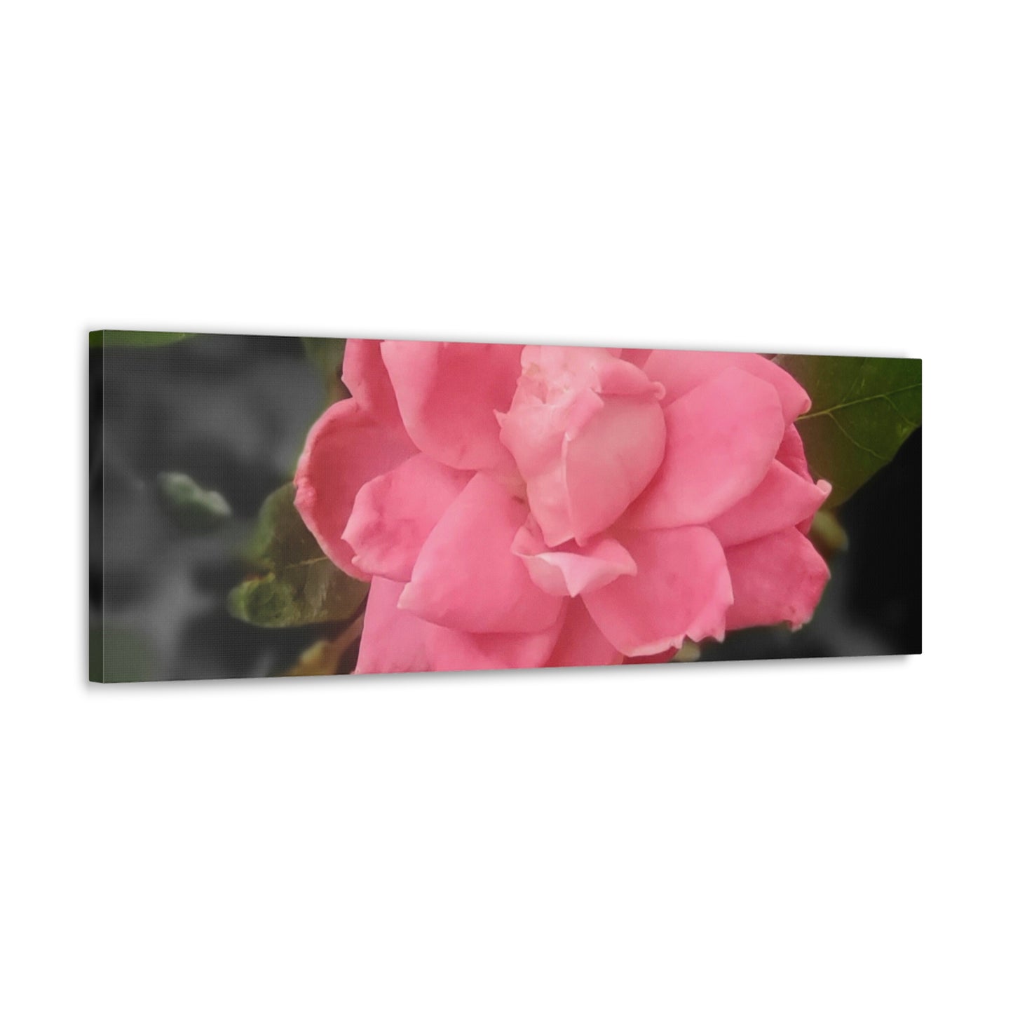 Pink Flower On A Vine | Wall Canvas | Bloom Collection