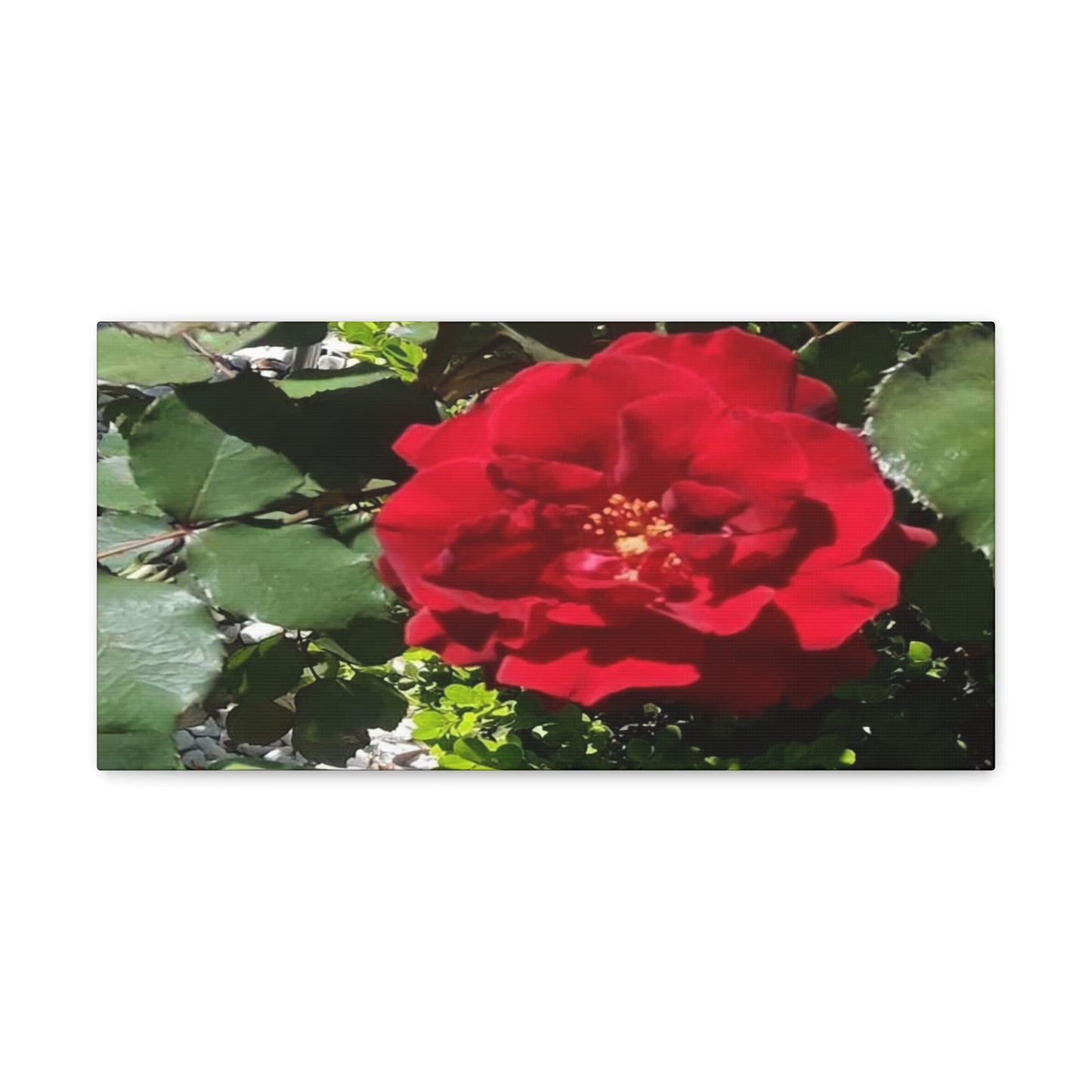Europeana Red Rose | Wall Art Print | High Bloom Collection | Life By Ortavia