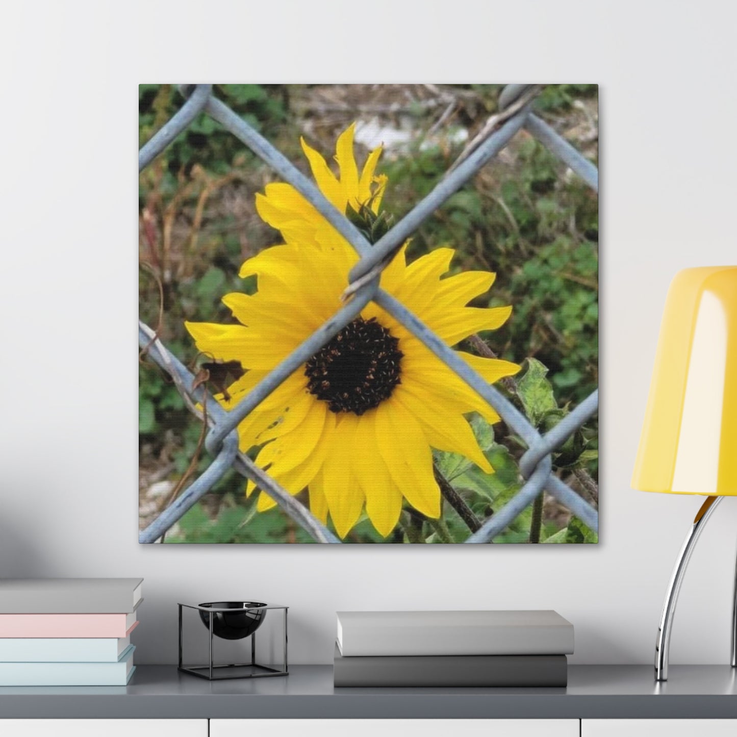 Sunflower Behind A Fence Canvas Gallery Wraps