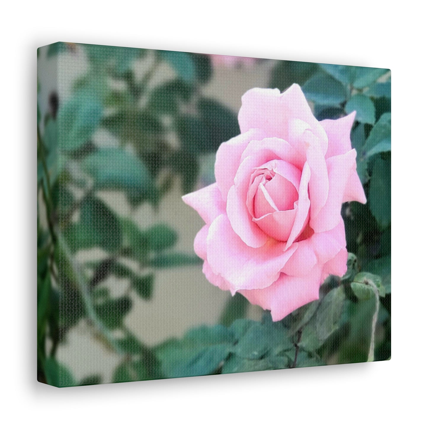Focus on a Pink Rose | High Bloom Collection | Wall Art Print | Life By Ortavia