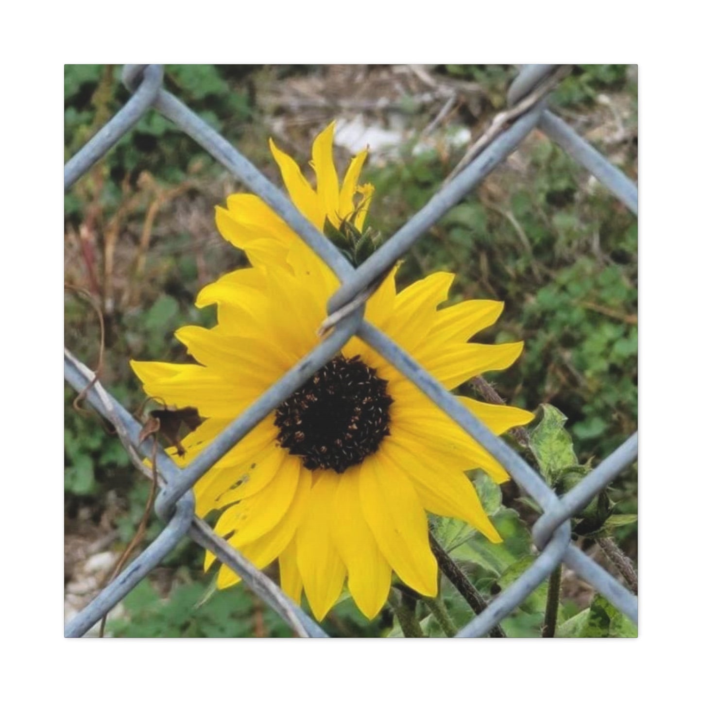 Sunflower Behind A Fence Canvas Gallery Wraps