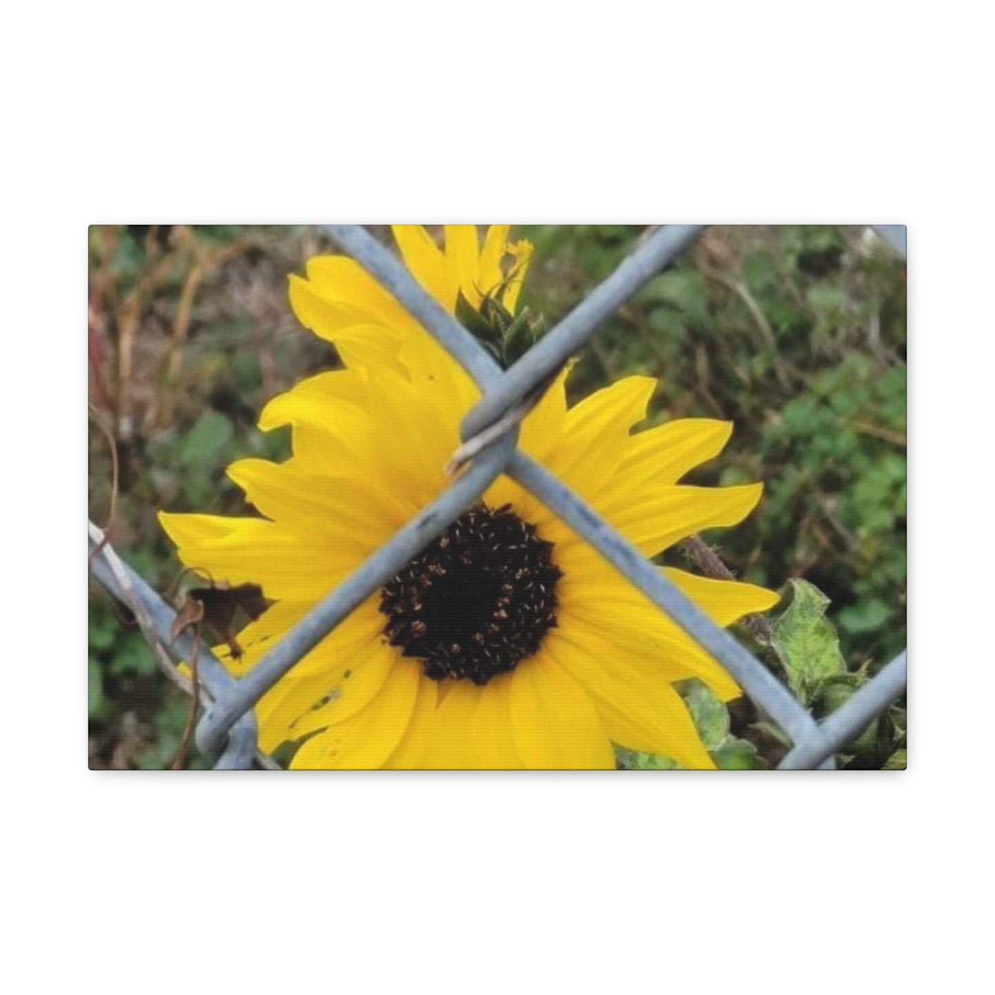 Sunflower Behind A Fence Canvas Gallery Wraps