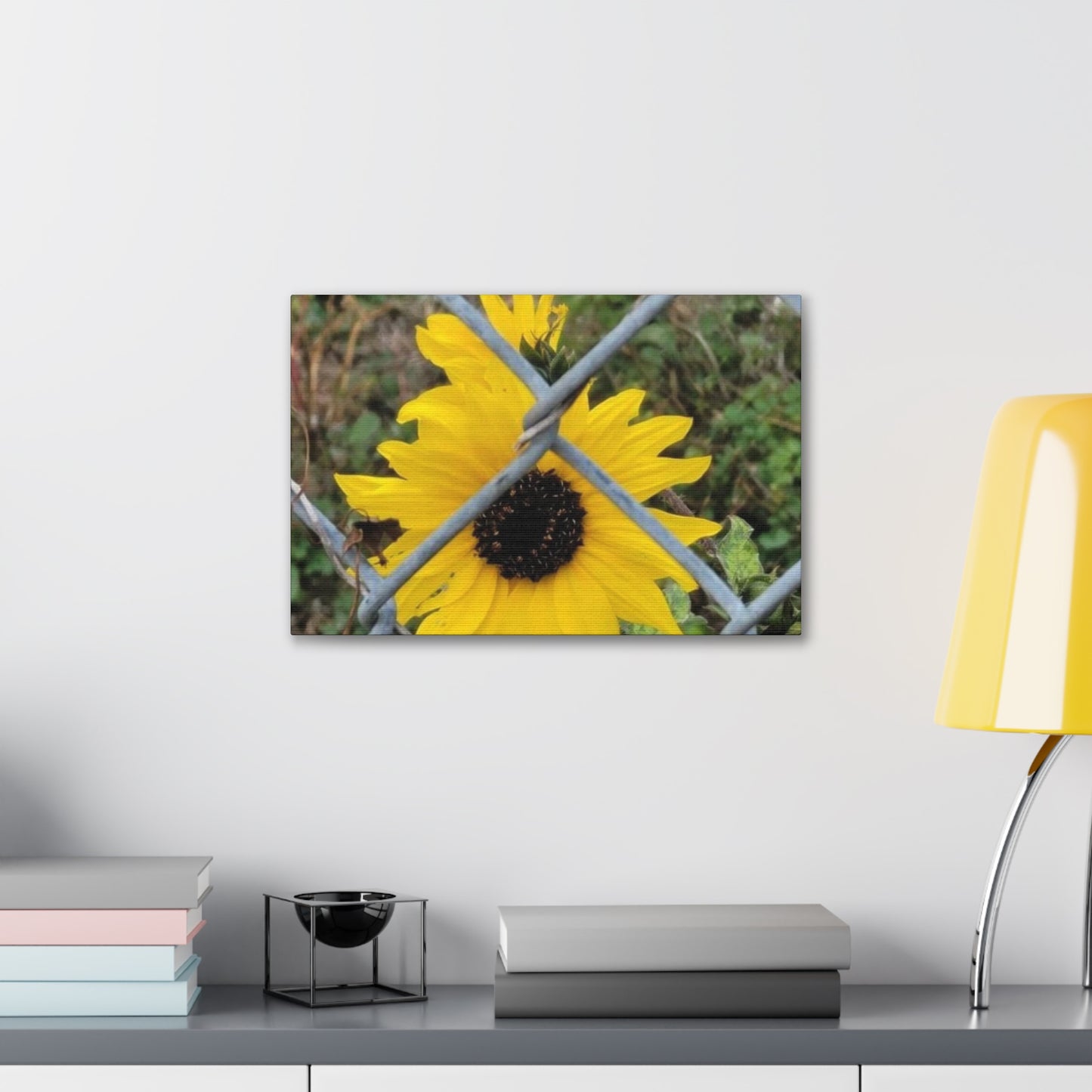Sunflower Behind A Fence Canvas Gallery Wraps