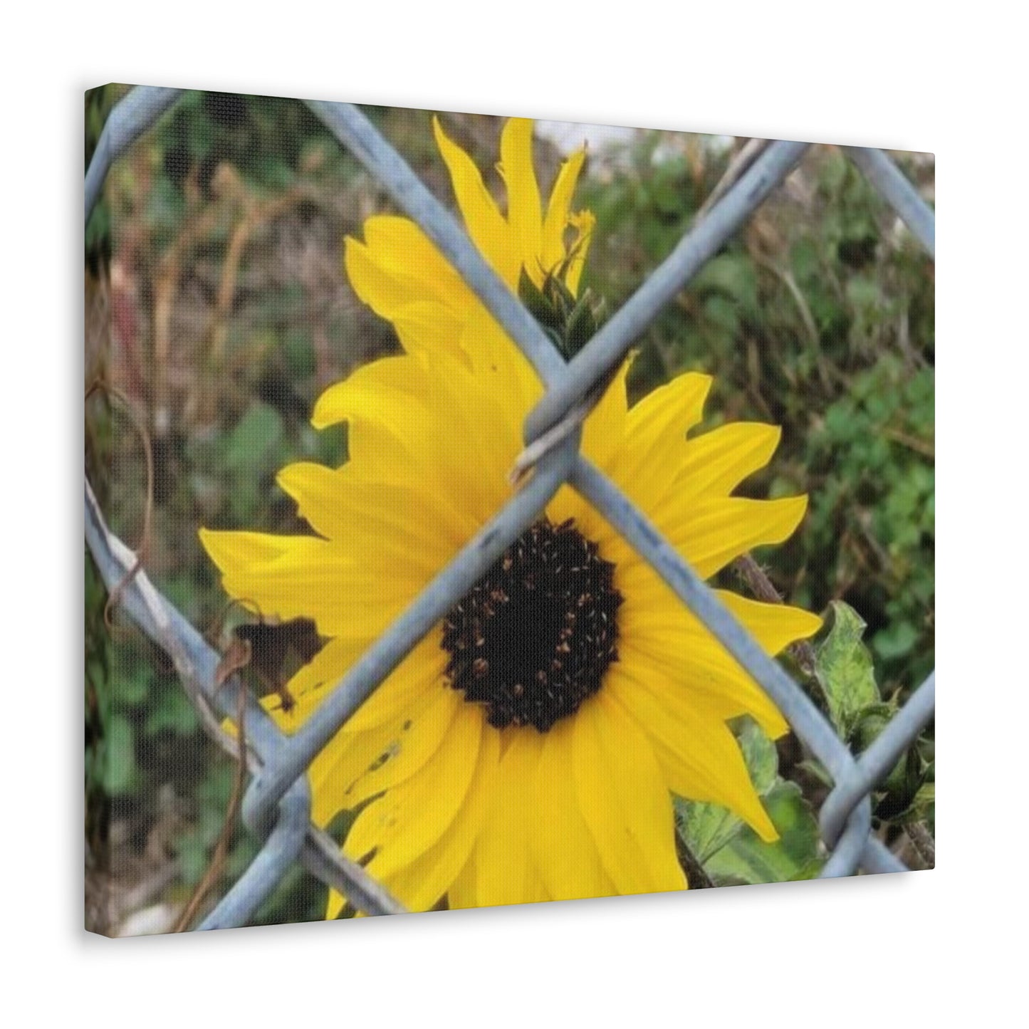 Sunflower Behind A Fence Canvas Gallery Wraps