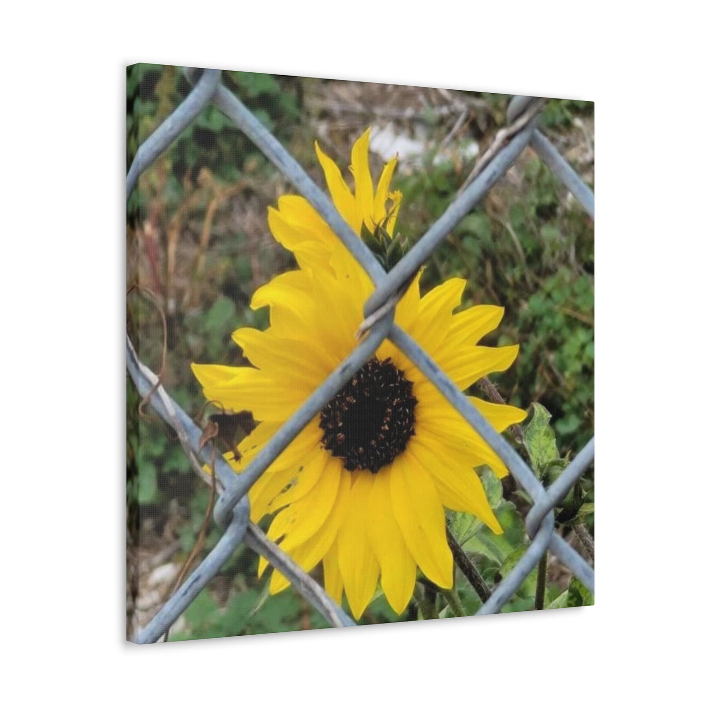 Sunflower Behind A Fence Canvas Gallery Wraps