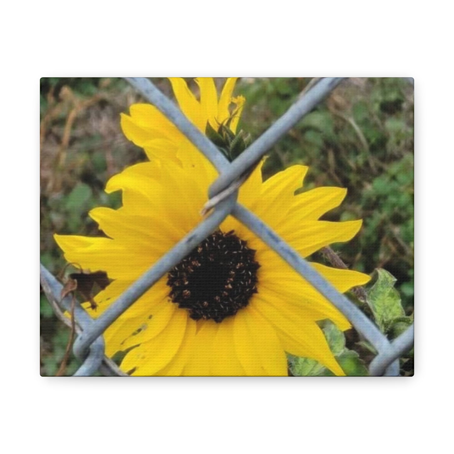 Sunflower Behind A Fence Canvas Gallery Wraps