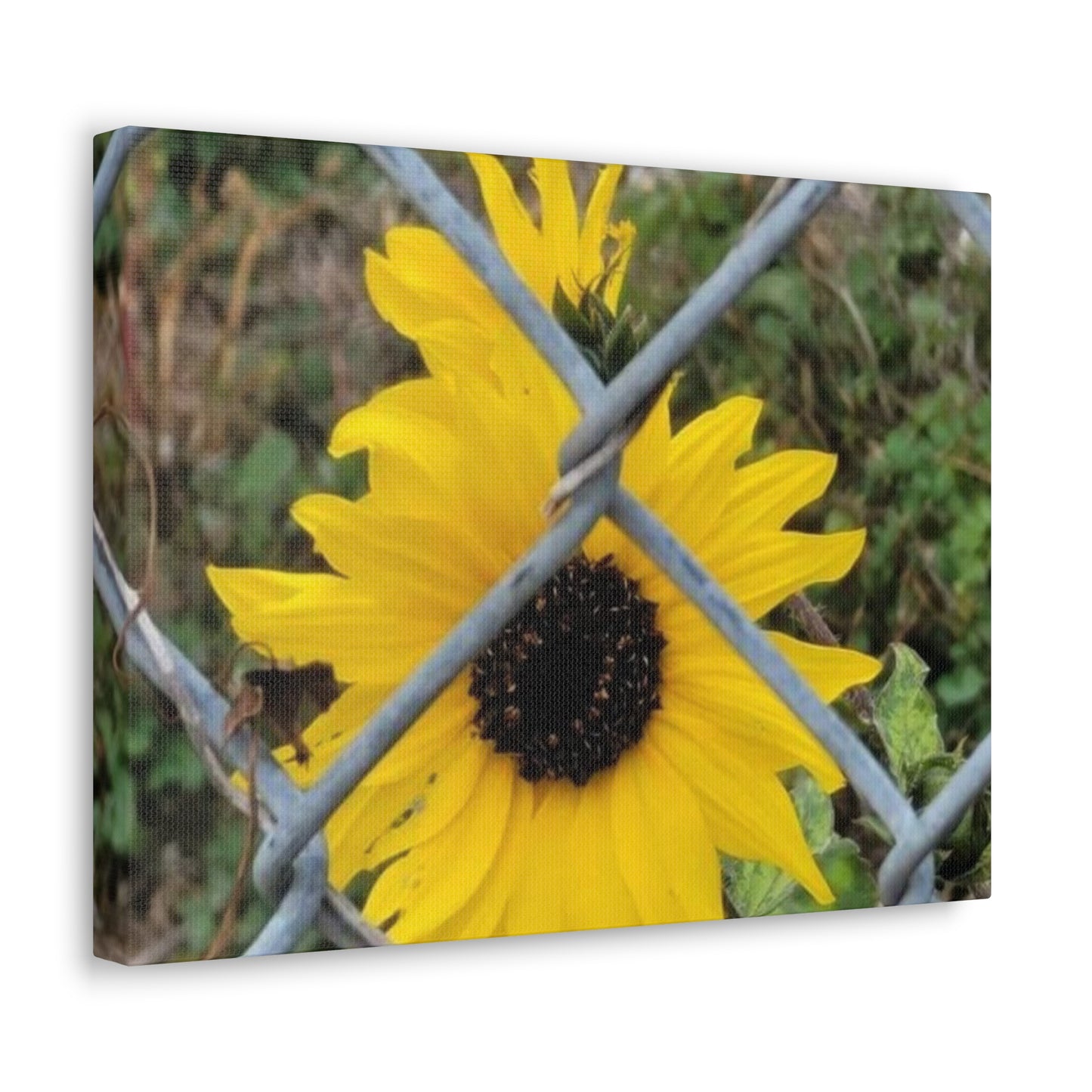 Sunflower Behind A Fence Canvas Gallery Wraps