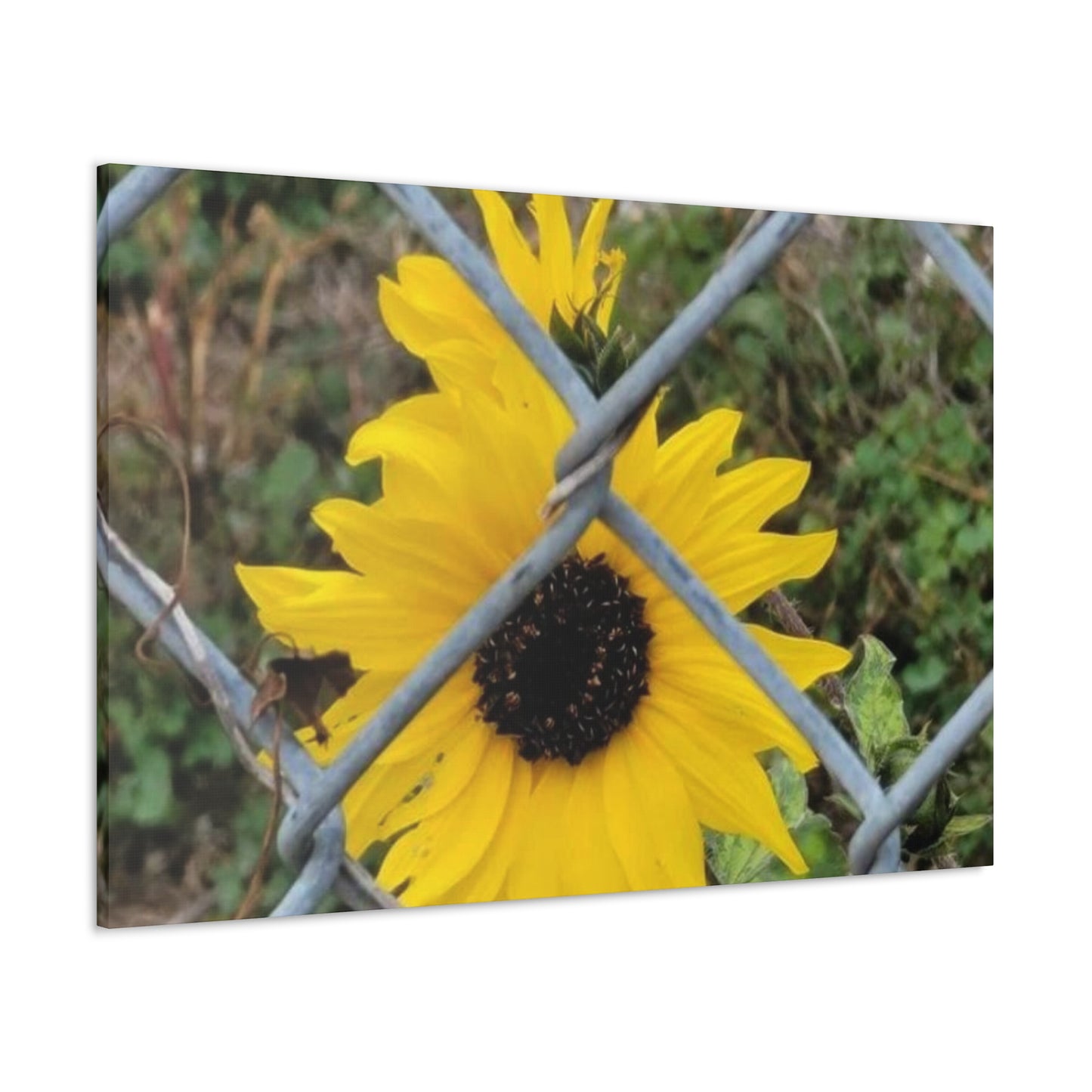 Sunflower Behind A Fence Canvas Gallery Wraps