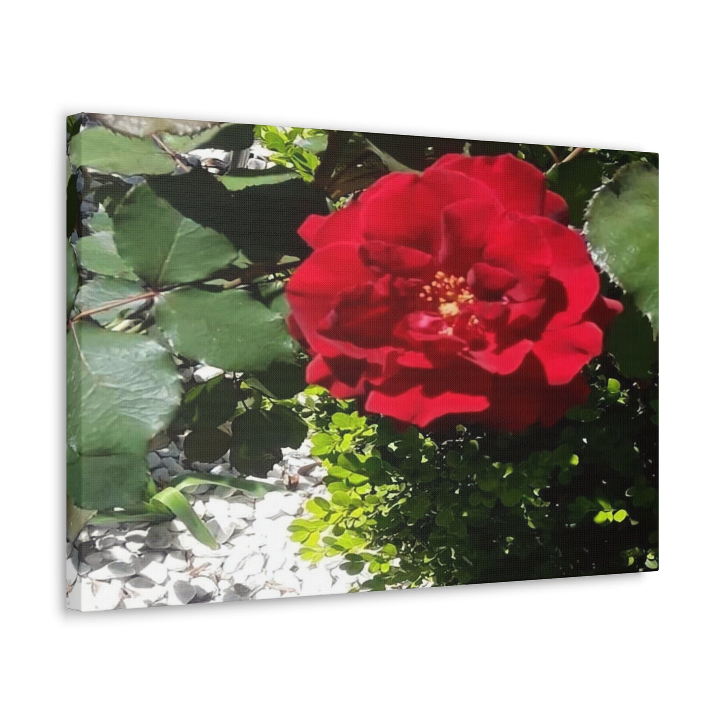 Europeana Red Rose | Wall Art Print | High Bloom Collection | Life By Ortavia