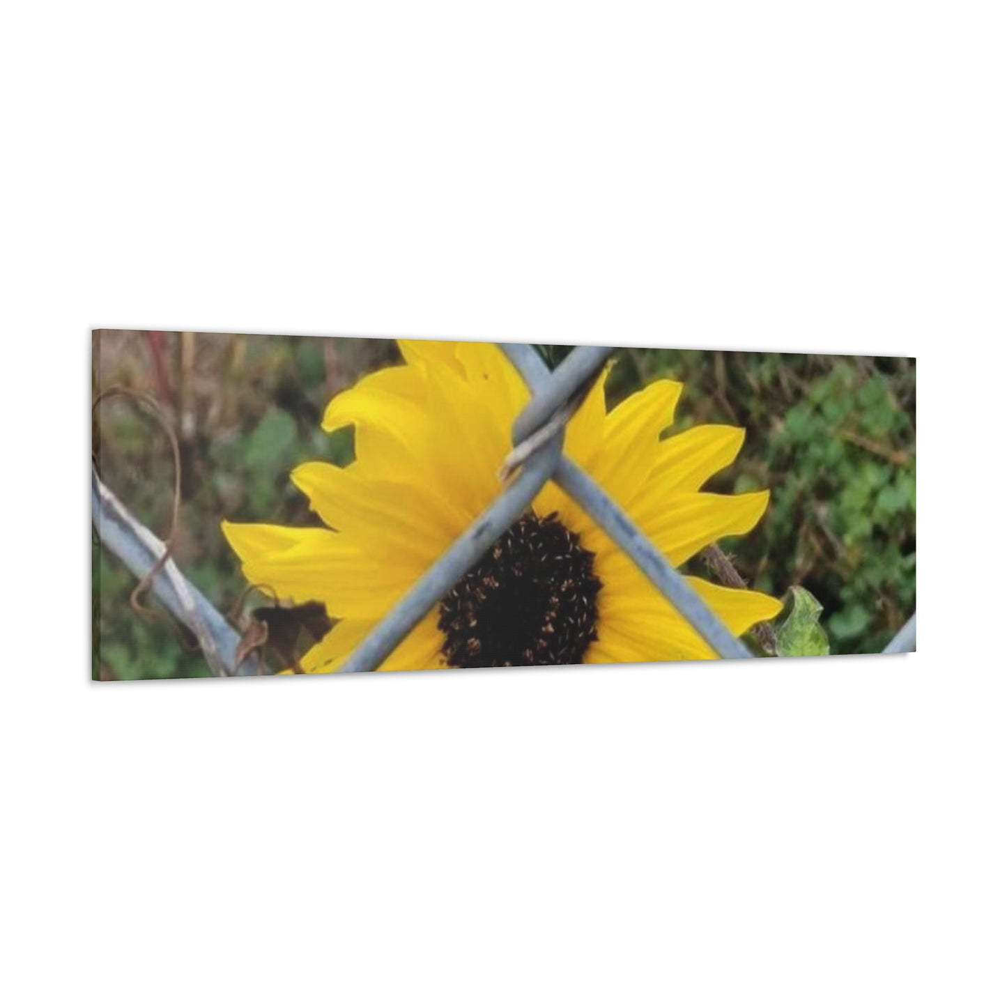 Sunflower Behind A Fence Canvas Gallery Wraps