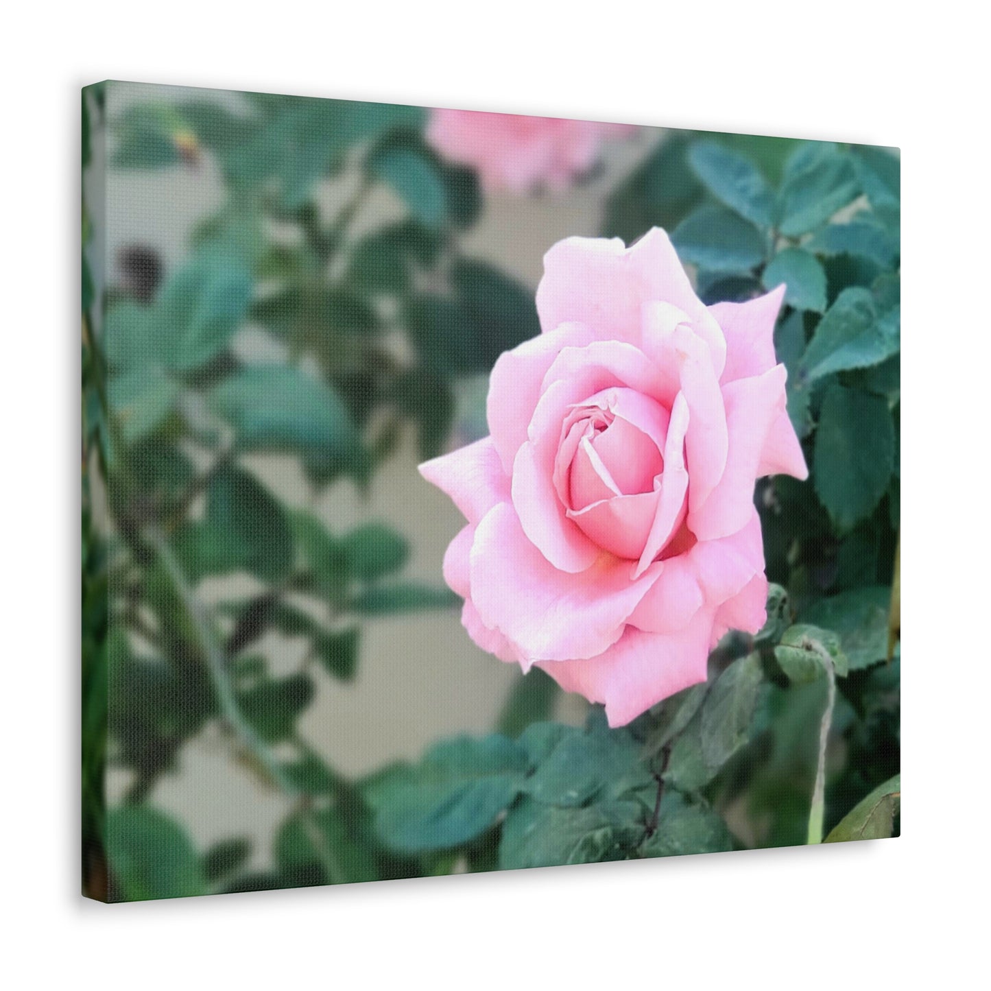 Focus on a Pink Rose | High Bloom Collection | Wall Art Print | Life By Ortavia