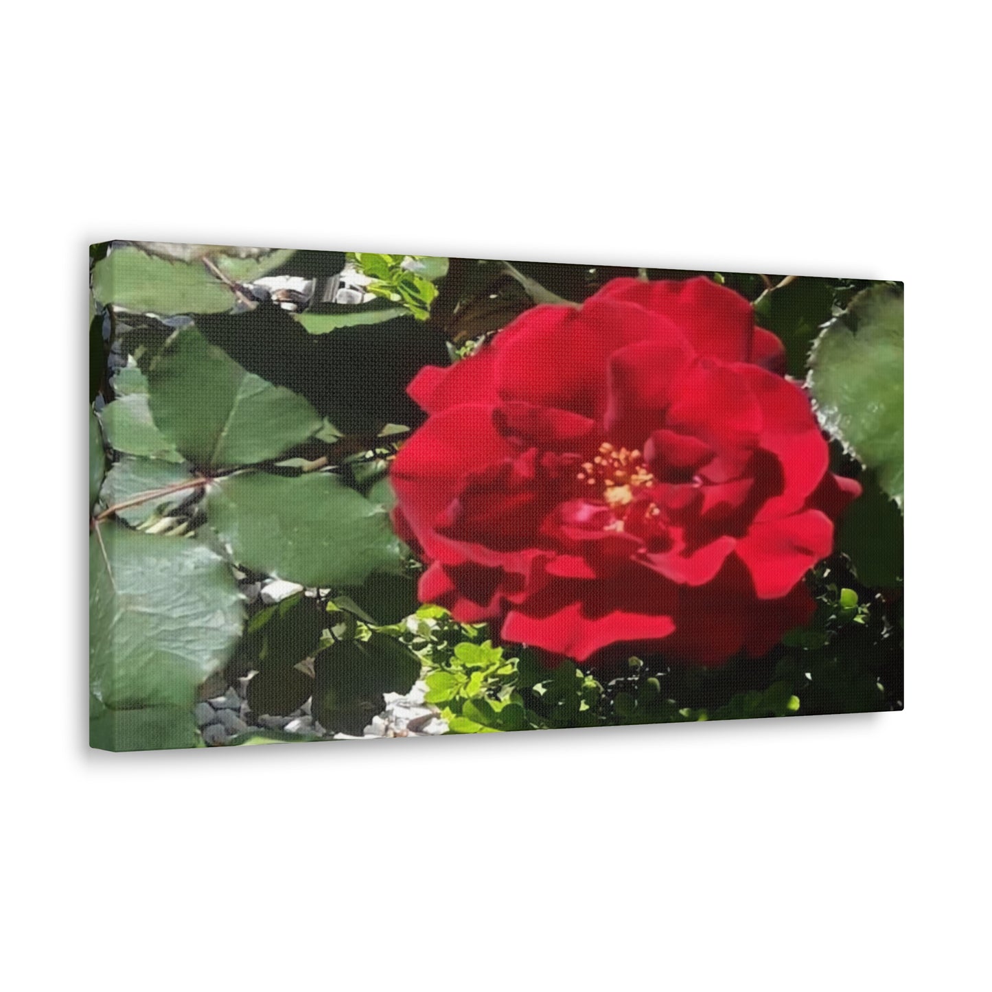 Europeana Red Rose | Wall Art Print | High Bloom Collection | Life By Ortavia
