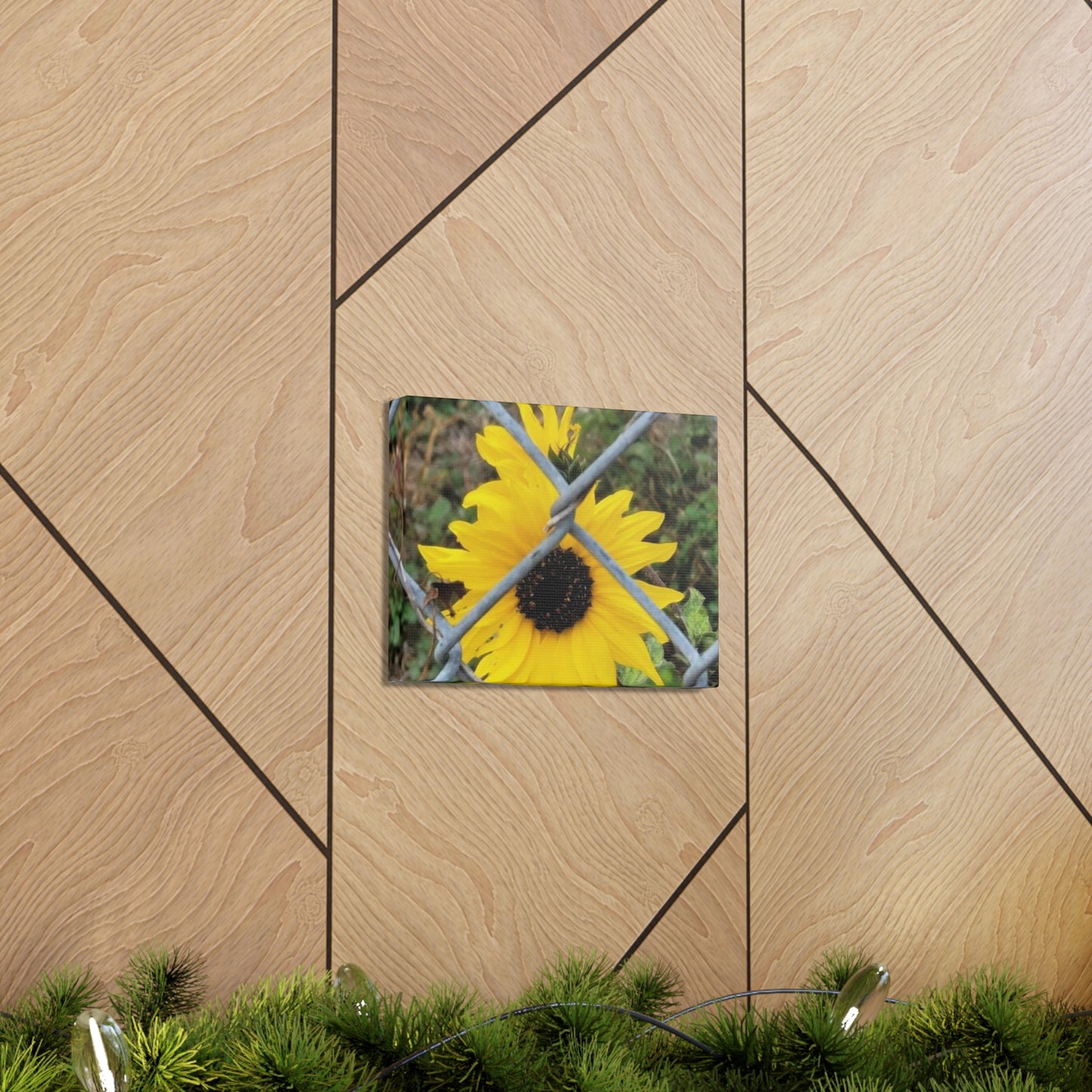 Sunflower Behind A Fence Canvas Gallery Wraps