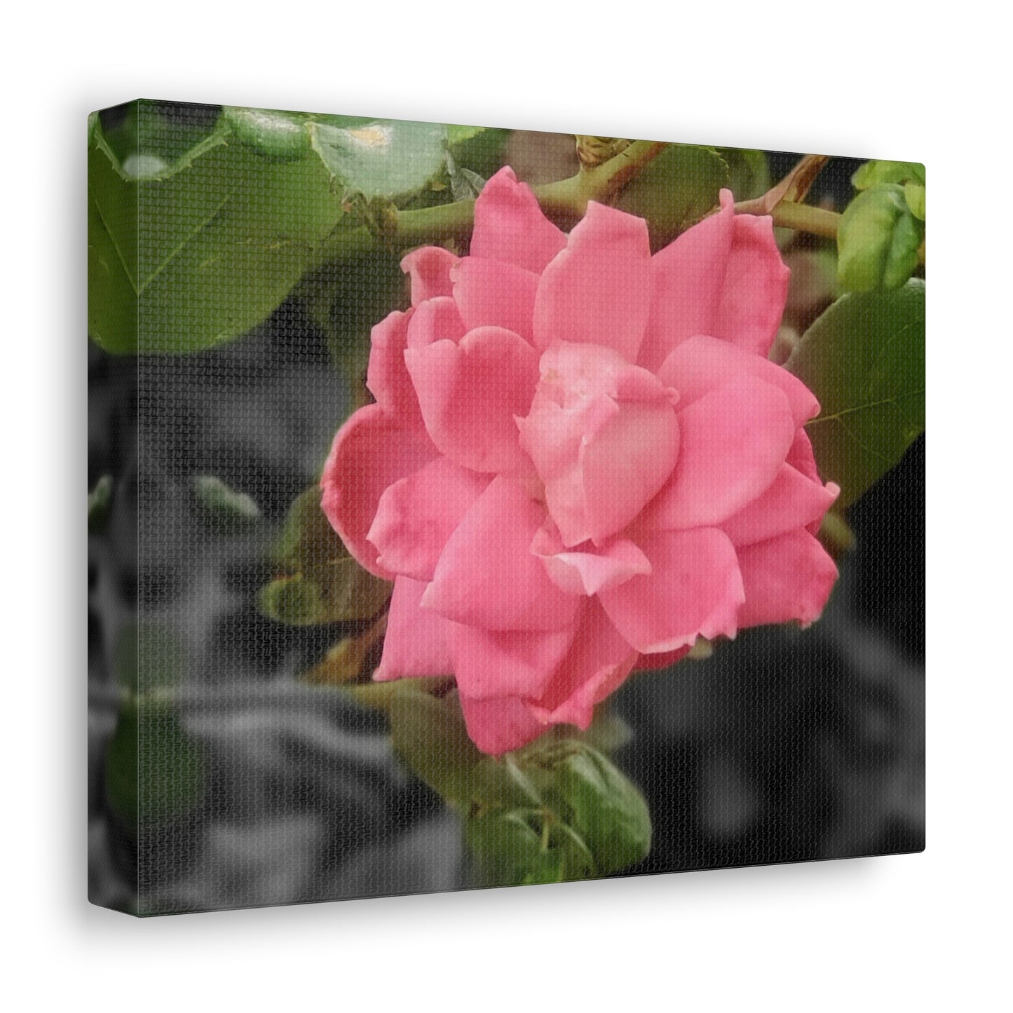 Pink Flower On A Vine | Wall Canvas | Bloom Collection