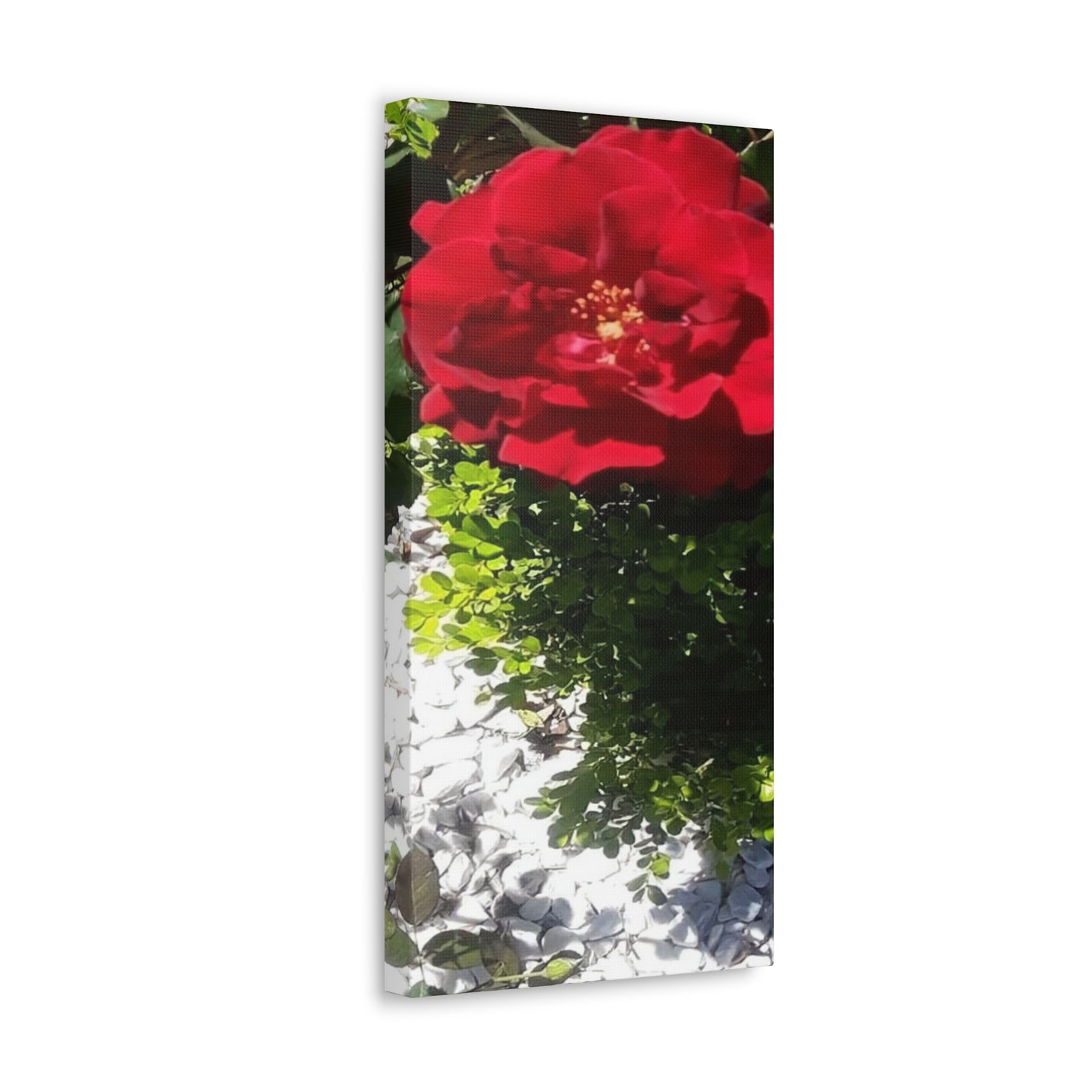 Europeana Red Rose | Wall Art Print | High Bloom Collection | Life By Ortavia