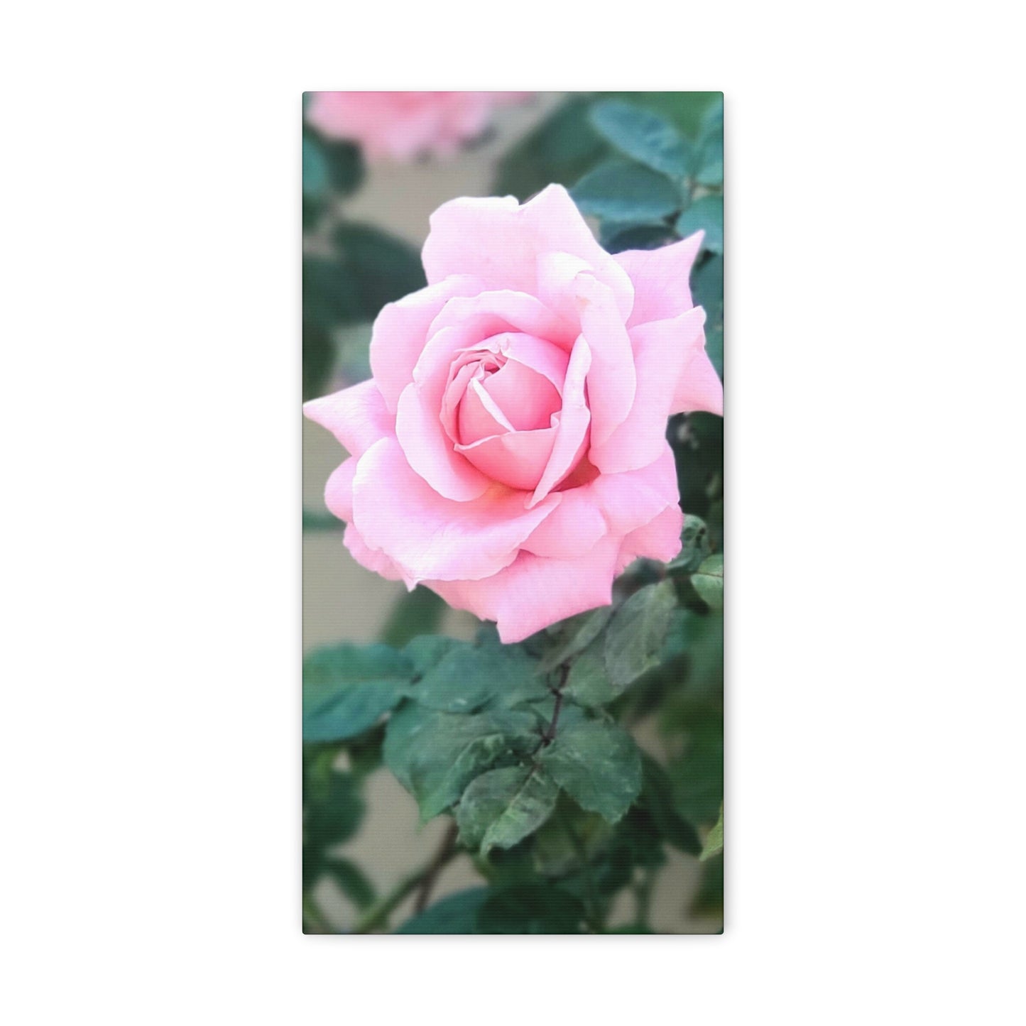 Focus on a Pink Rose | High Bloom Collection | Wall Art Print | Life By Ortavia