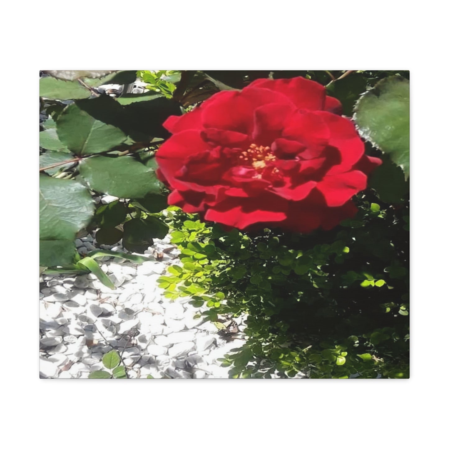 Europeana Red Rose | Wall Art Print | High Bloom Collection | Life By Ortavia