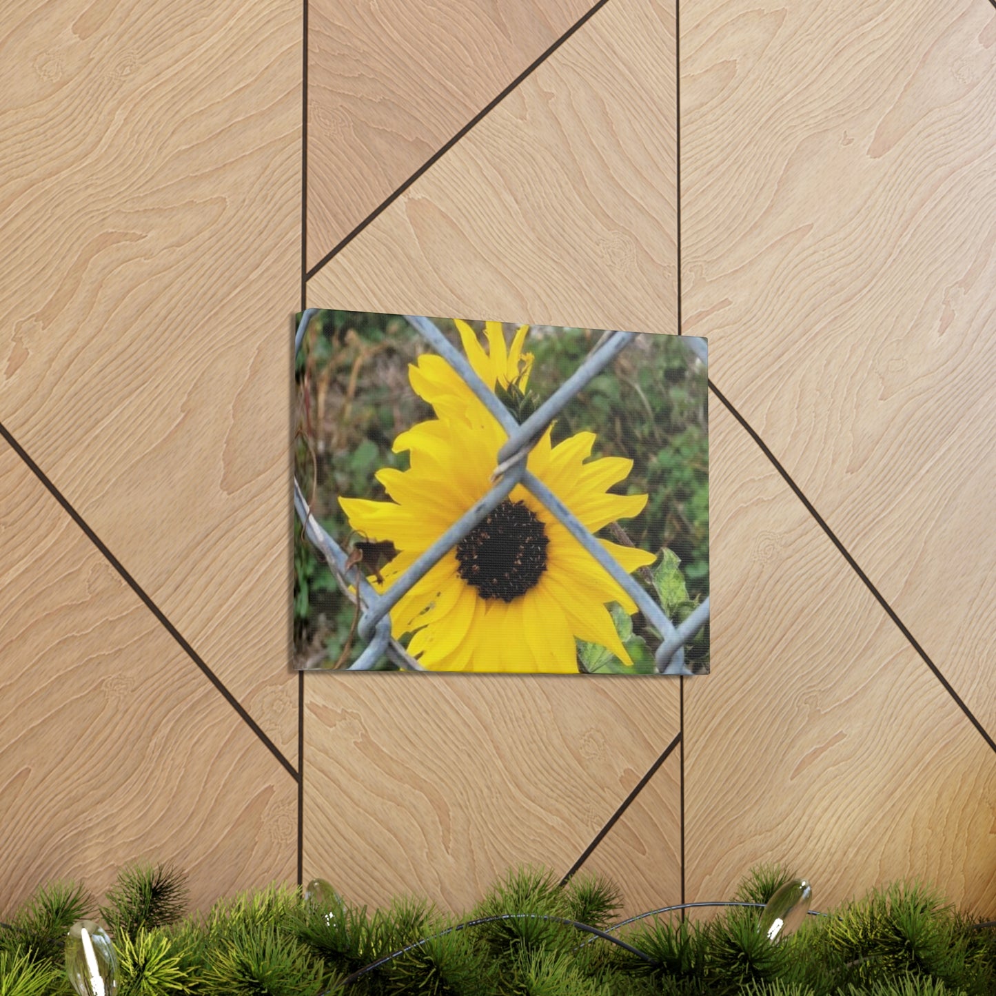 Sunflower Behind A Fence Canvas Gallery Wraps