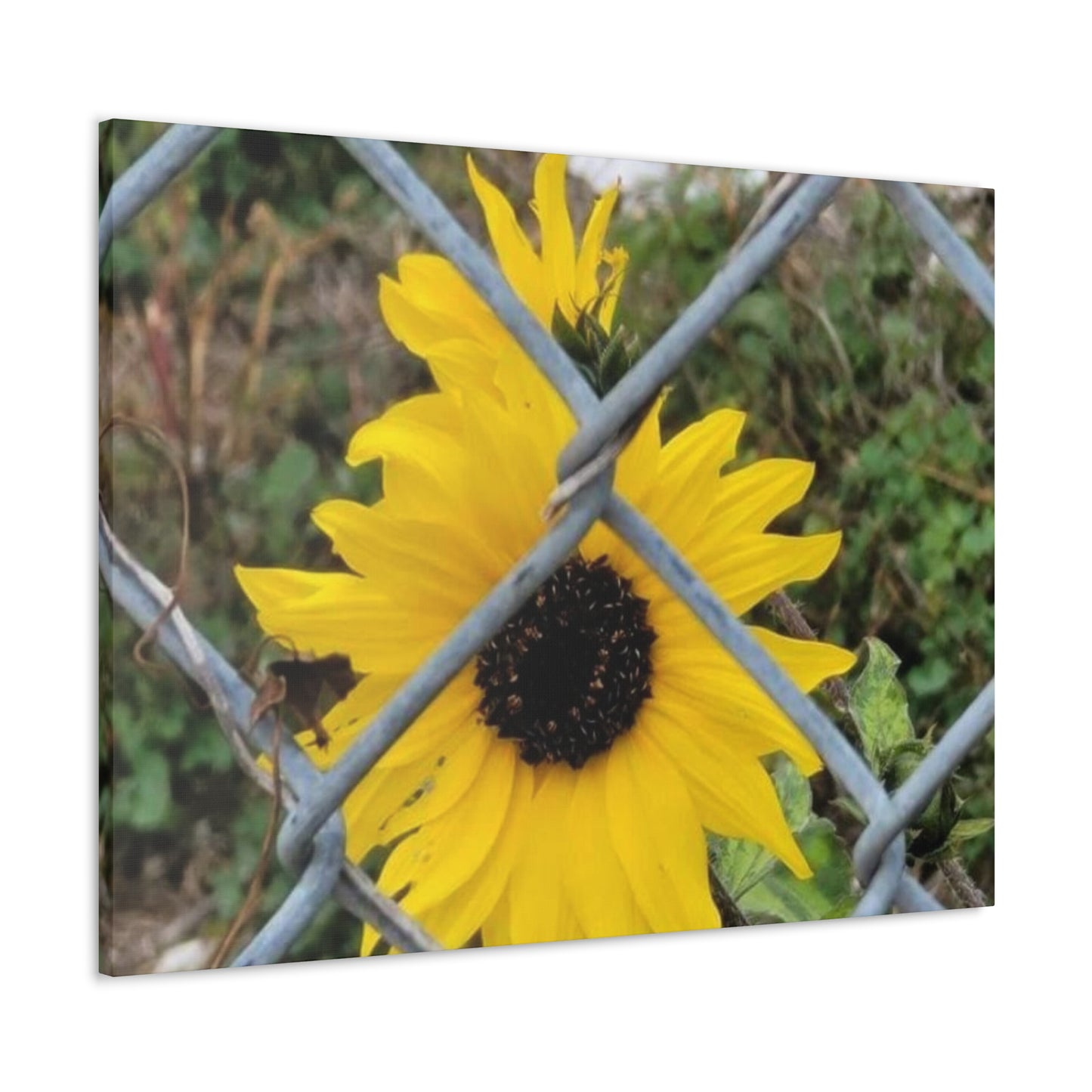 Sunflower Behind A Fence Canvas Gallery Wraps