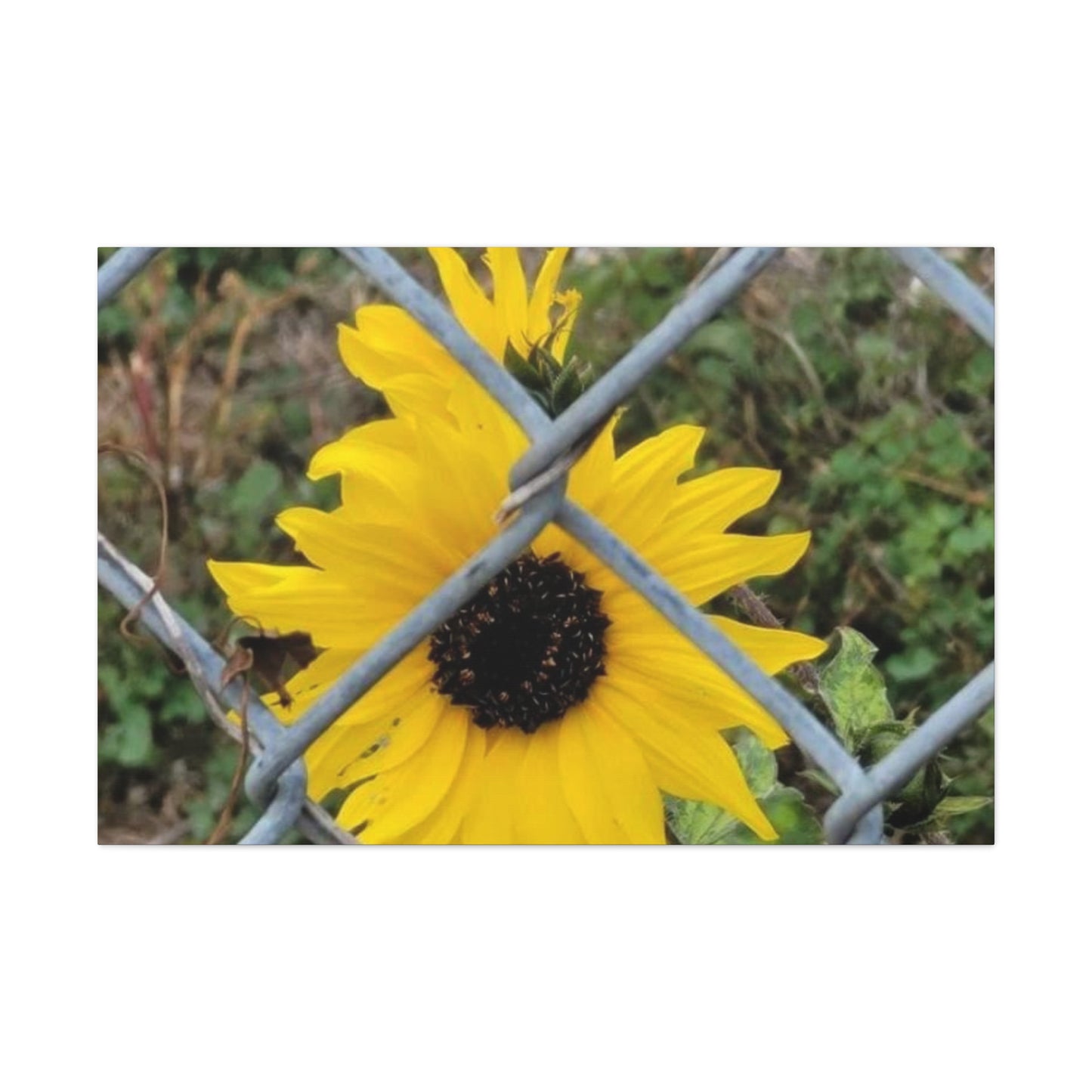 Sunflower Behind A Fence Canvas Gallery Wraps