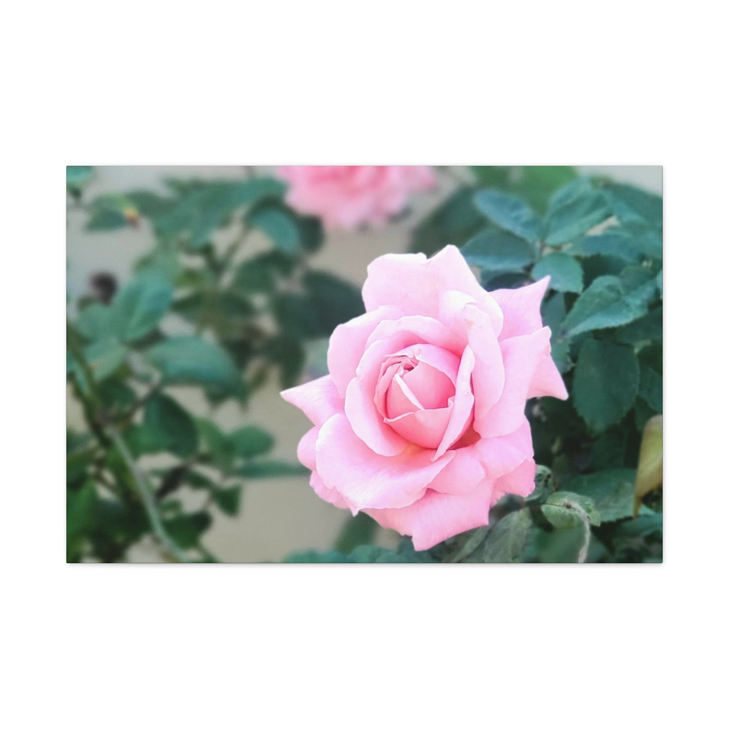 Focus on a Pink Rose | High Bloom Collection | Wall Art Print | Life By Ortavia