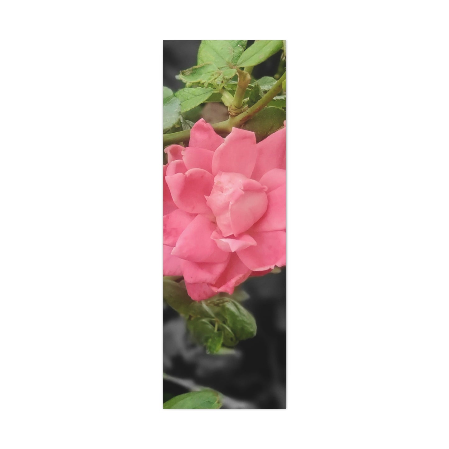 Pink Flower On A Vine | Wall Canvas | Bloom Collection